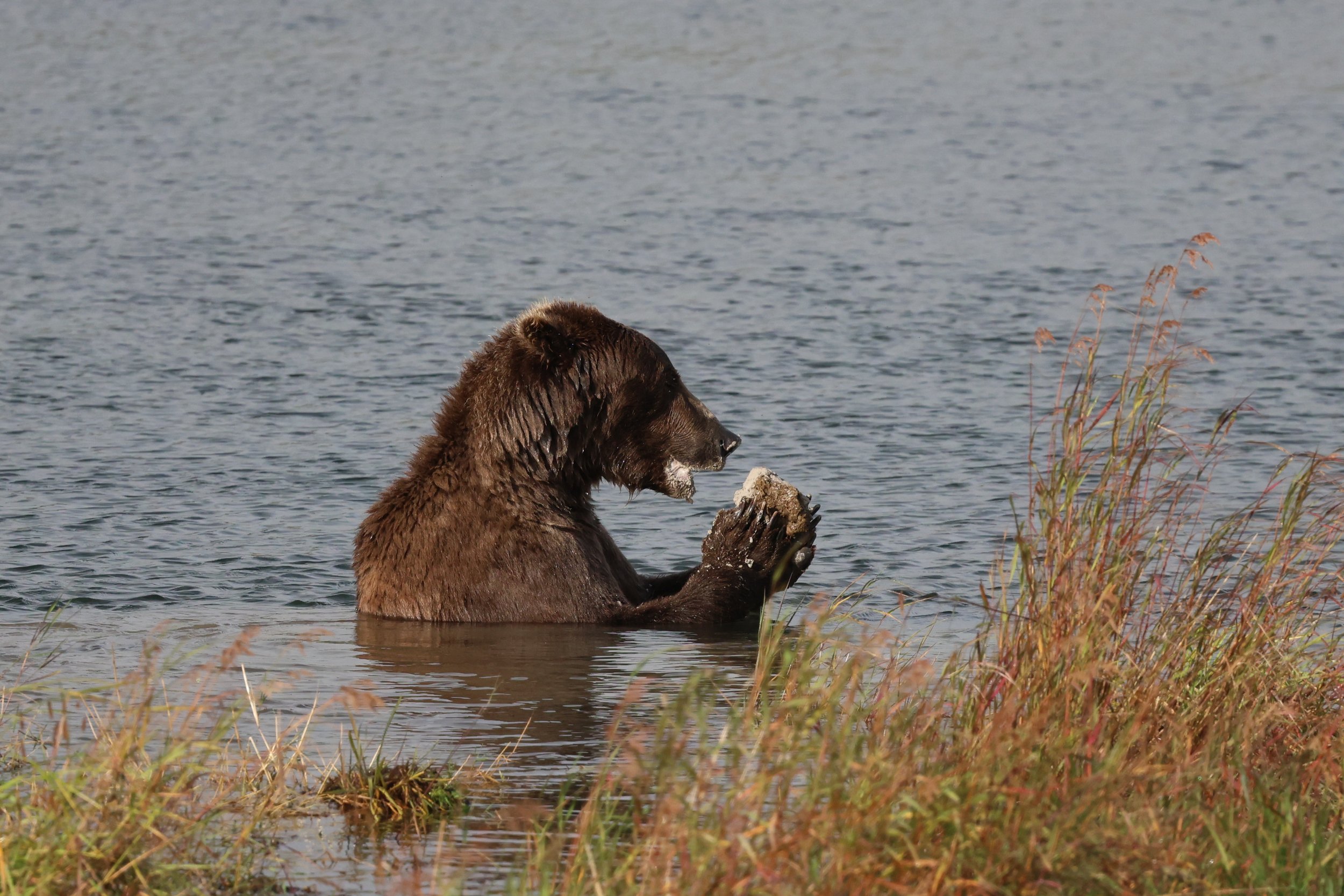 Katmai vs. Lake Clark for Bear Viewing: How to Choose