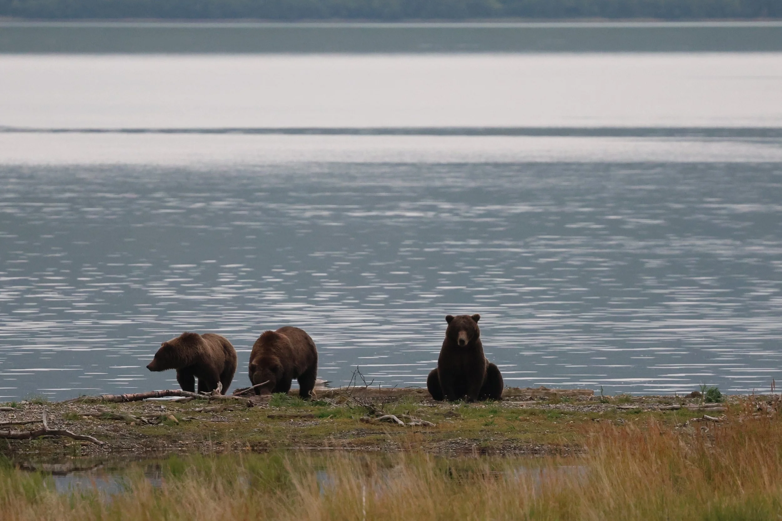 The Bears You Watch on the Cam, and How to Visit Them in Person