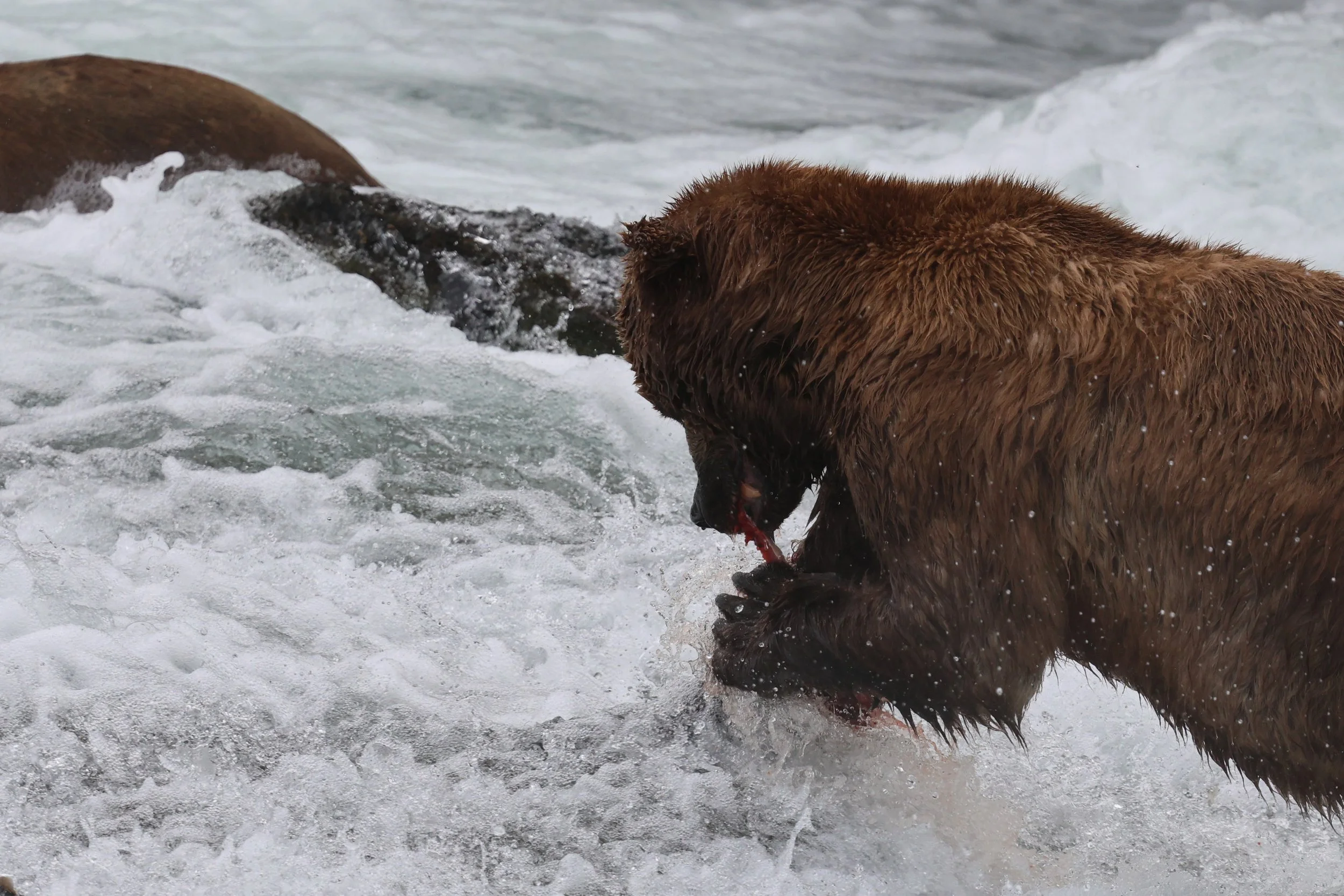 Fat Bear Week Explained, and How to See Them in Person