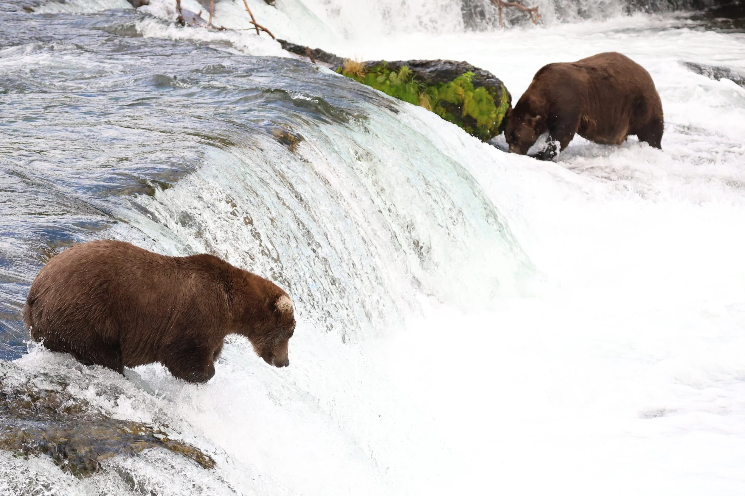 Photographing the Bears at Brooks Falls