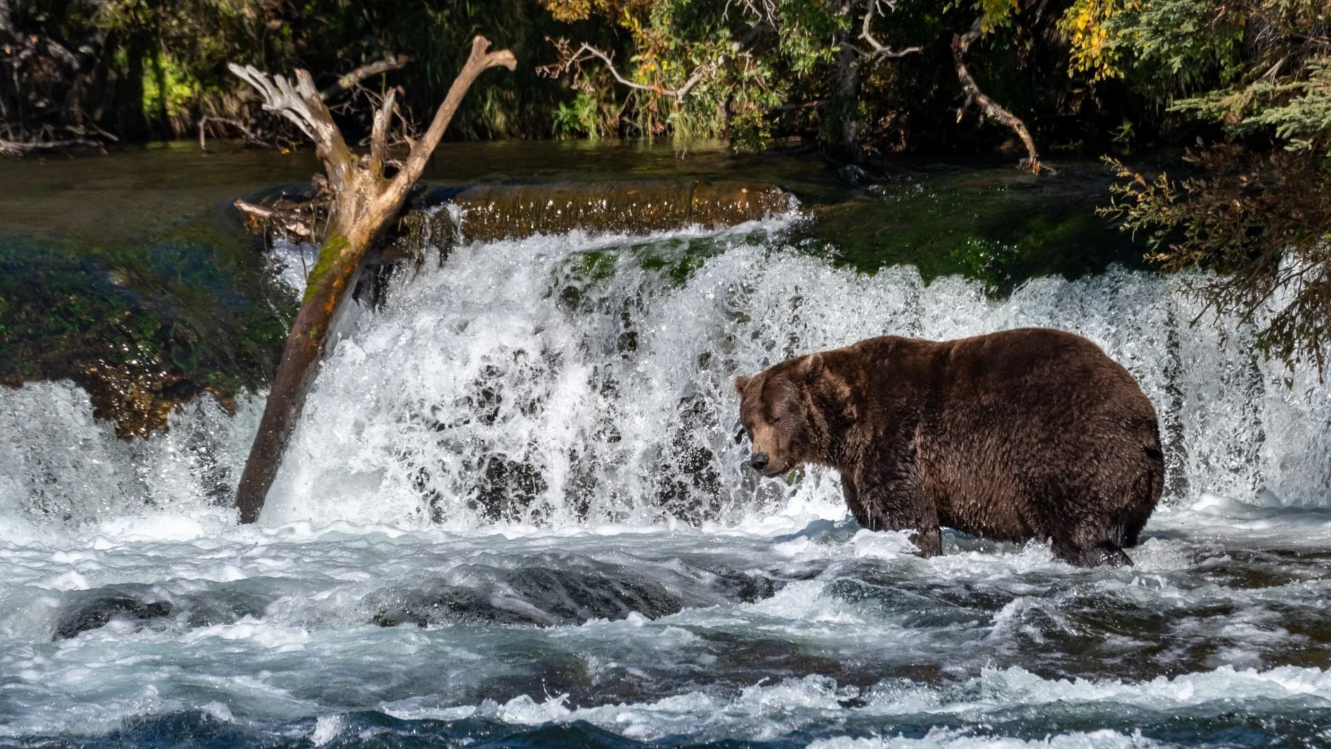 Katmai National Park Activities Katmai B B katmai-national-park-activities-katmai-b-b