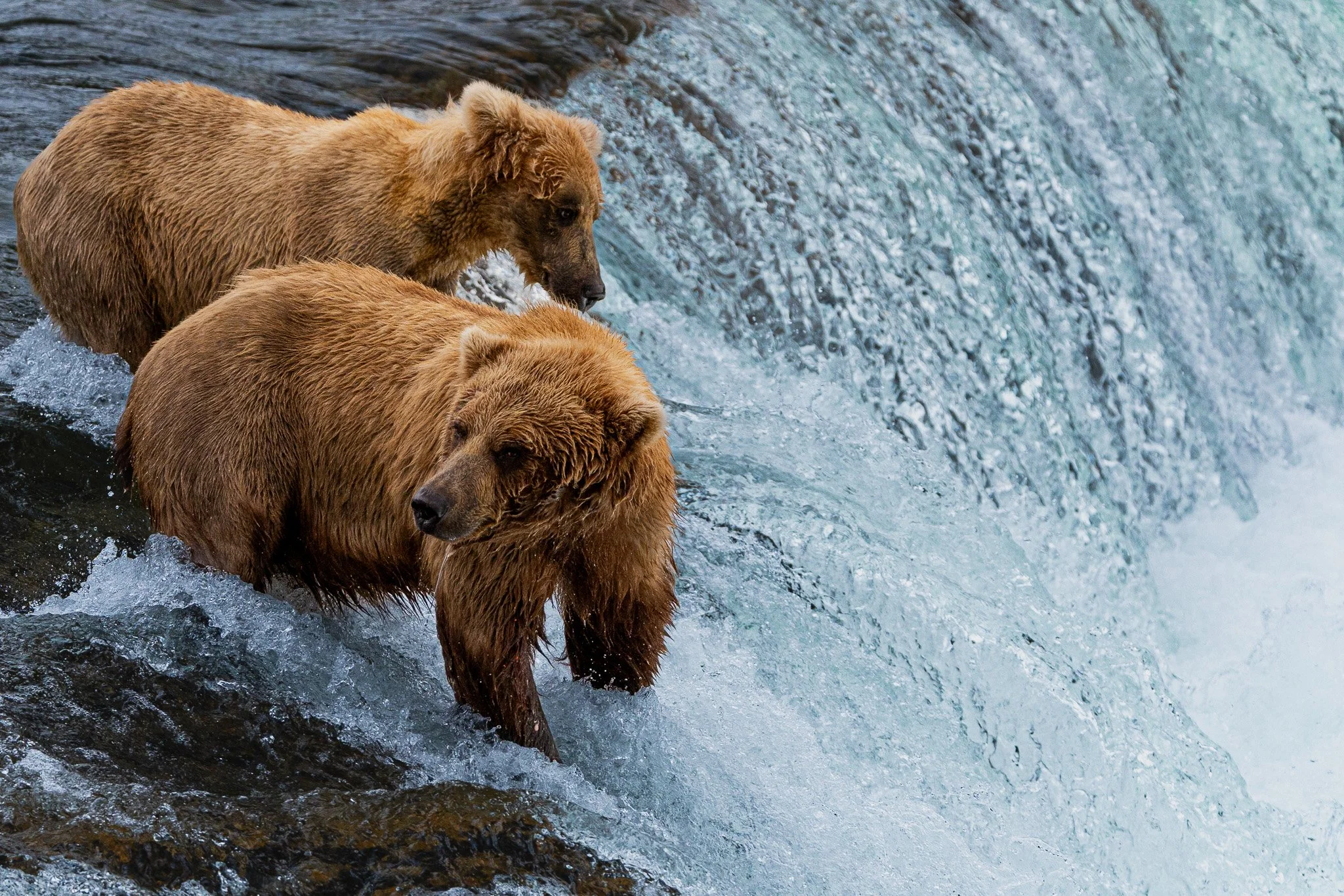 Bear at Brooks Falls
