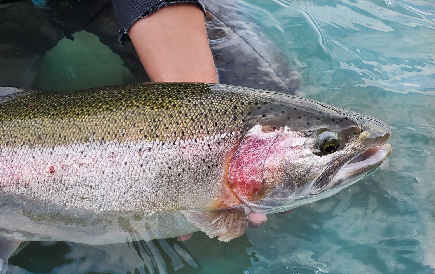 Trout, Char & Grayling fishing in Katmai — Katmai B&B