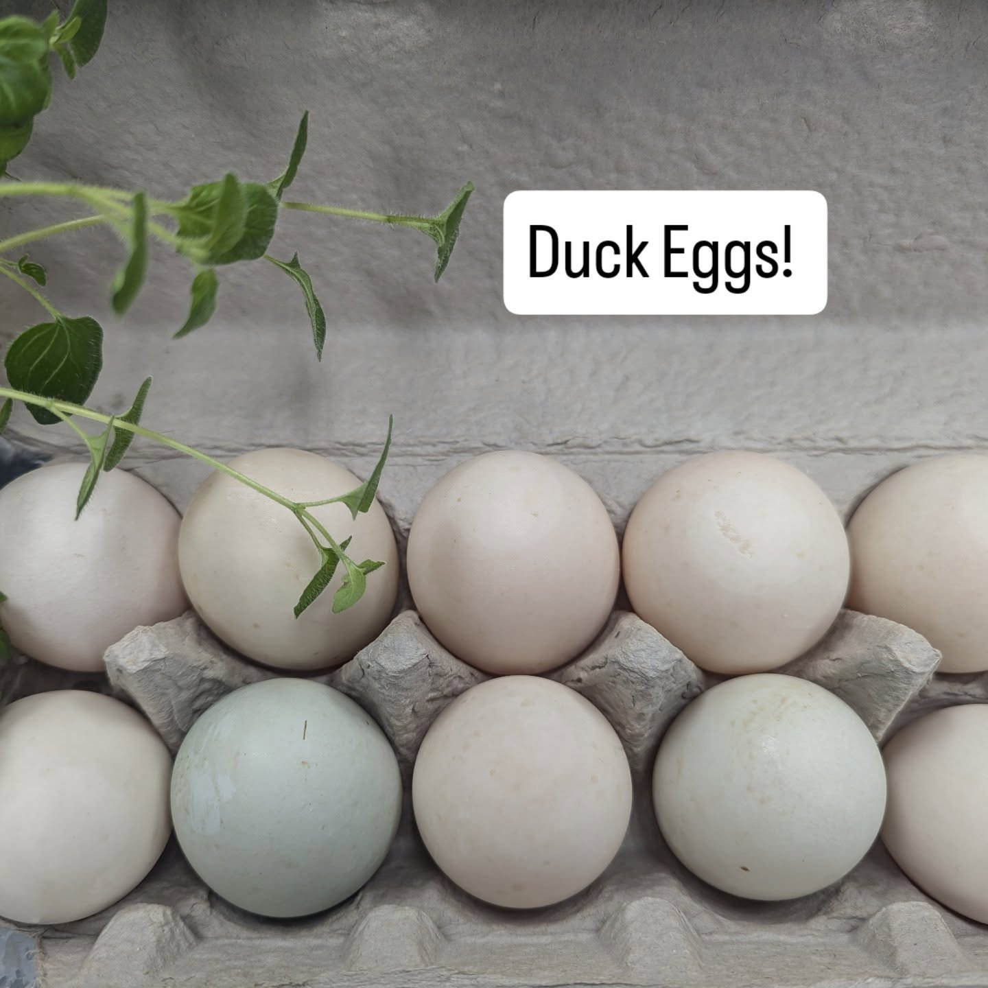 Thank you @goatspridedairy for the beautiful and delicious Duck Eggs! 

#weloveourcustomers 
#weloveourpartners 
#wemakegoodfoodgofar