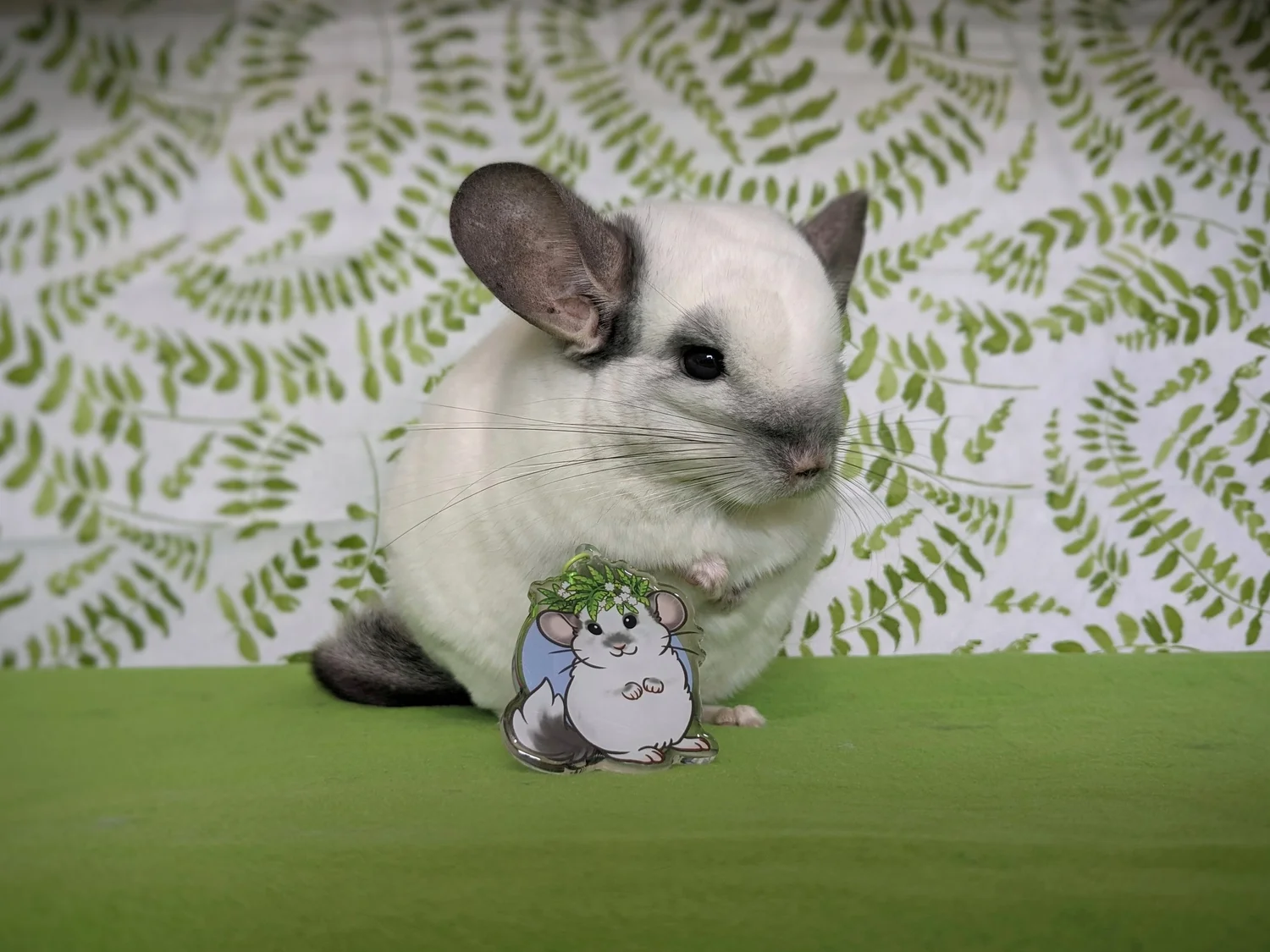 Beige Violet Chinchilla Violet Ebonite Chinchilla On Red