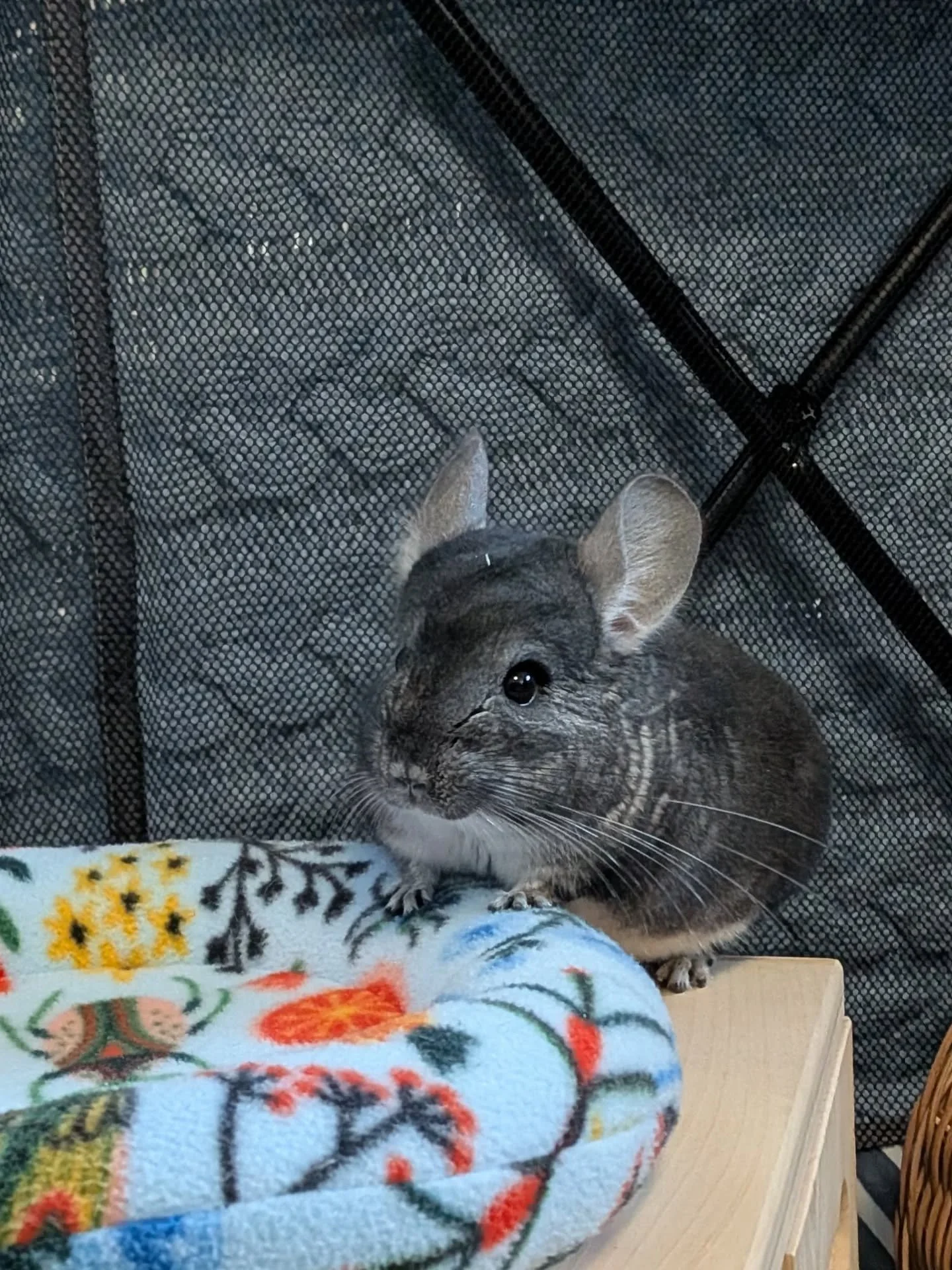 656459247_18577867708045412_554794730190220835_n.jfif