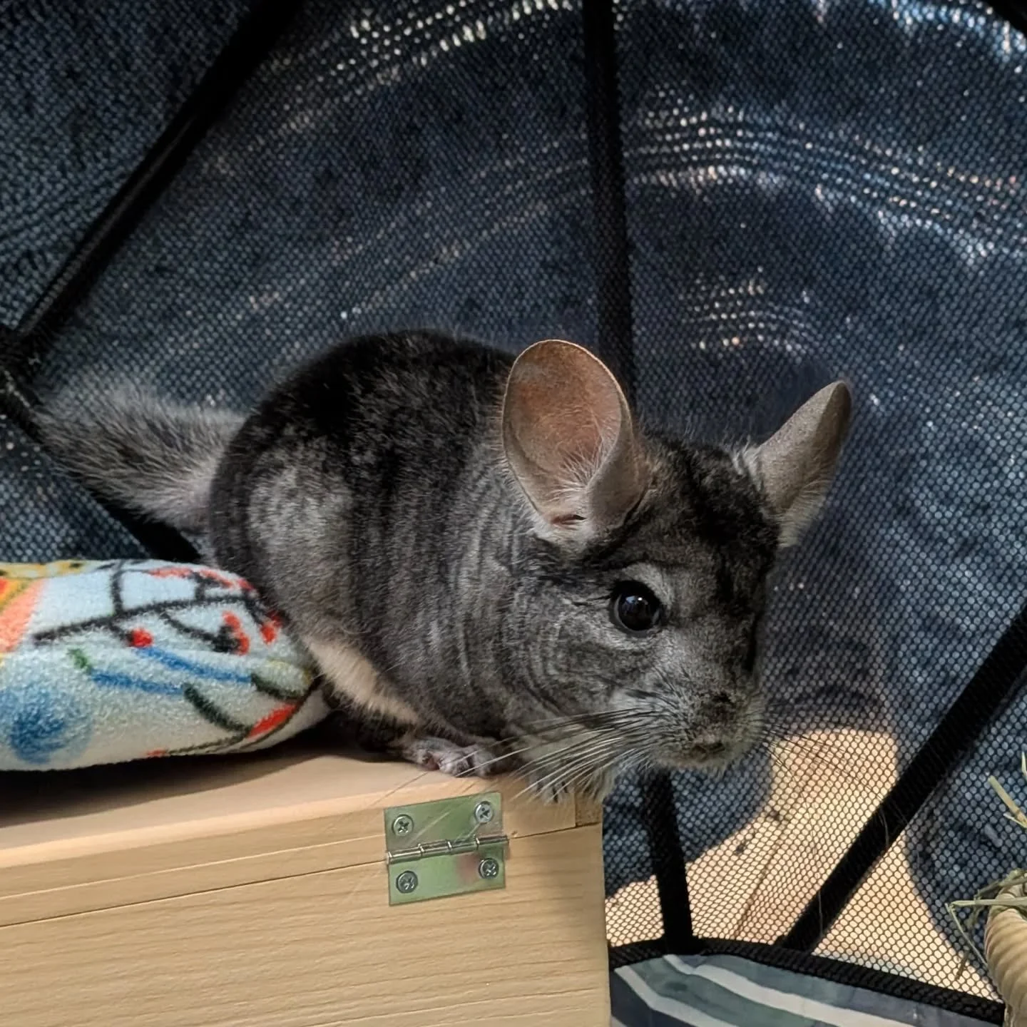 656324874_18577887028045412_6254234493771958547_n.jfif