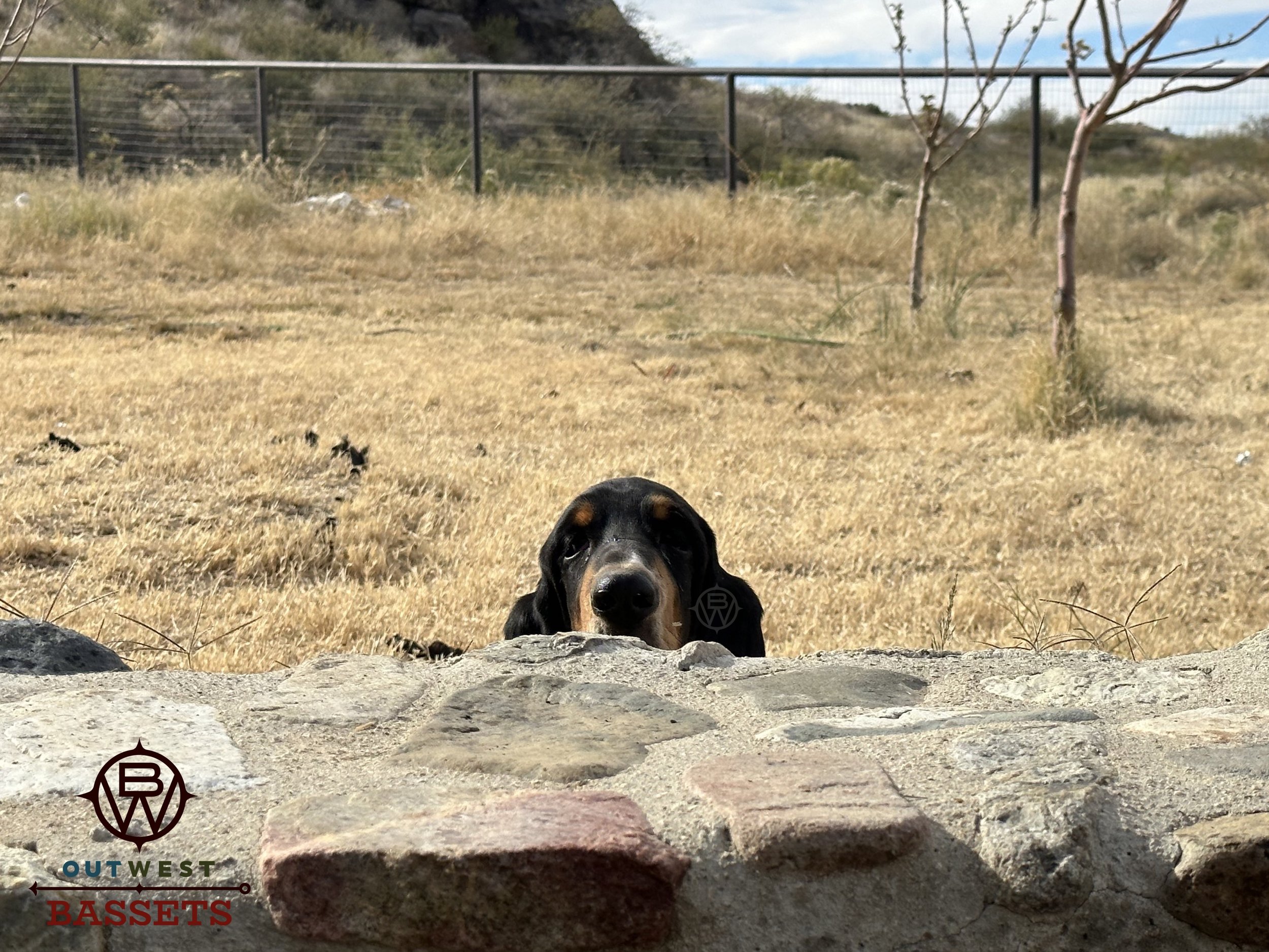 Jasper Out West peeking over a rock wall