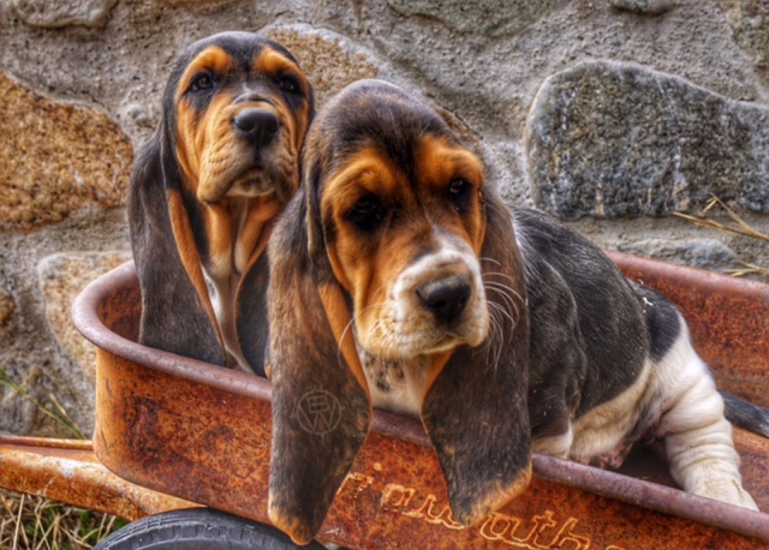 Apply For A Pup — Out West Bassets