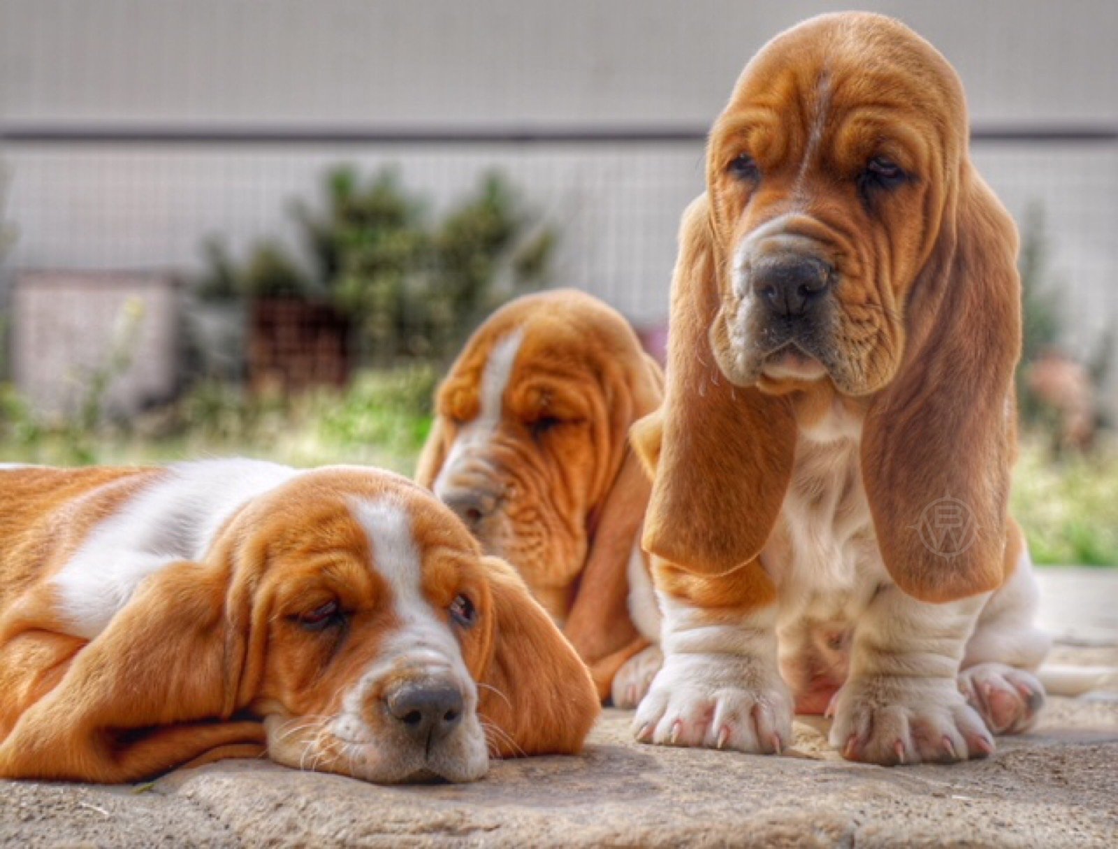 Out West Bassets
