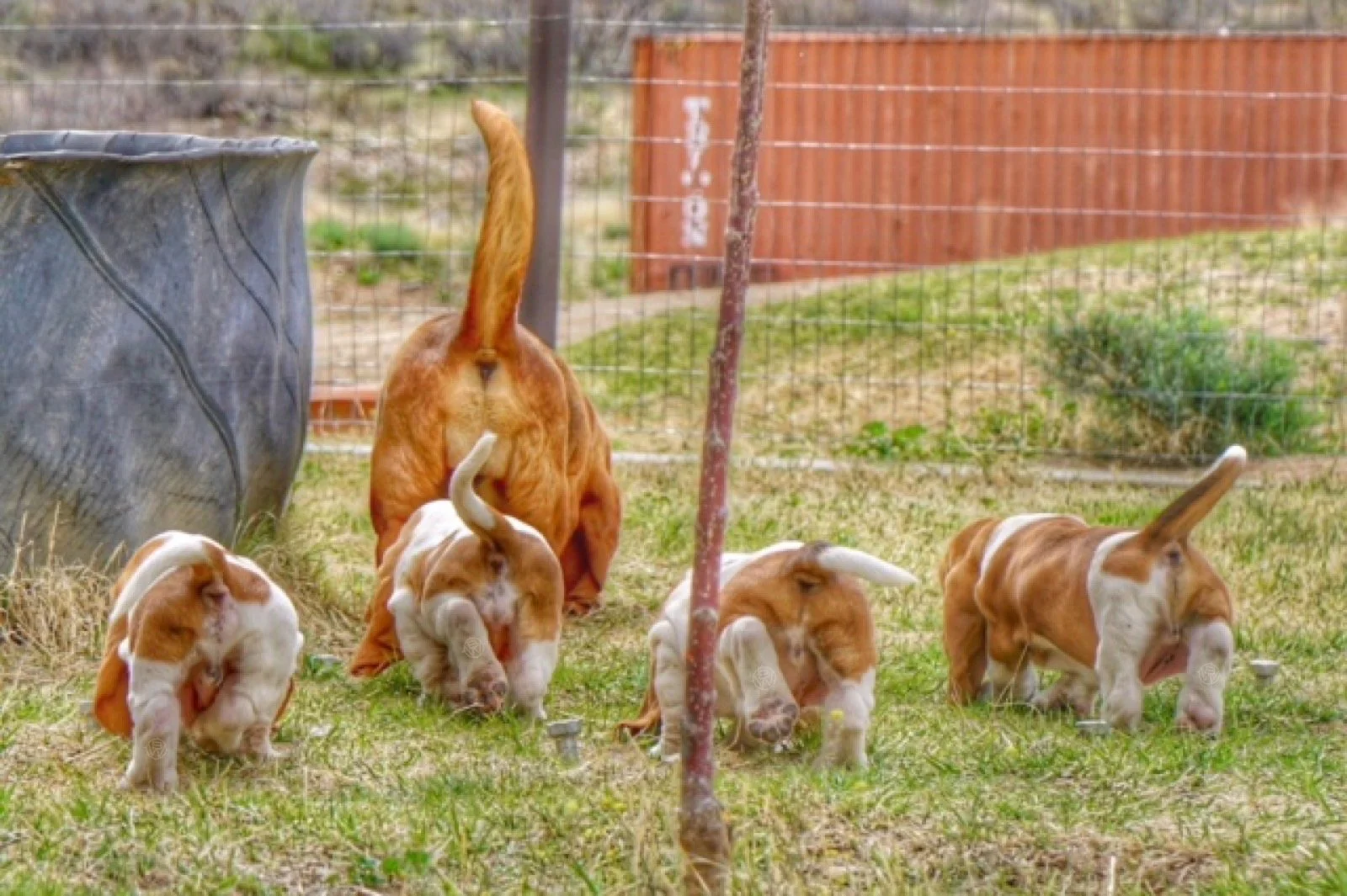 Basset Hound Puppies In Arizona — Out West Bassets
