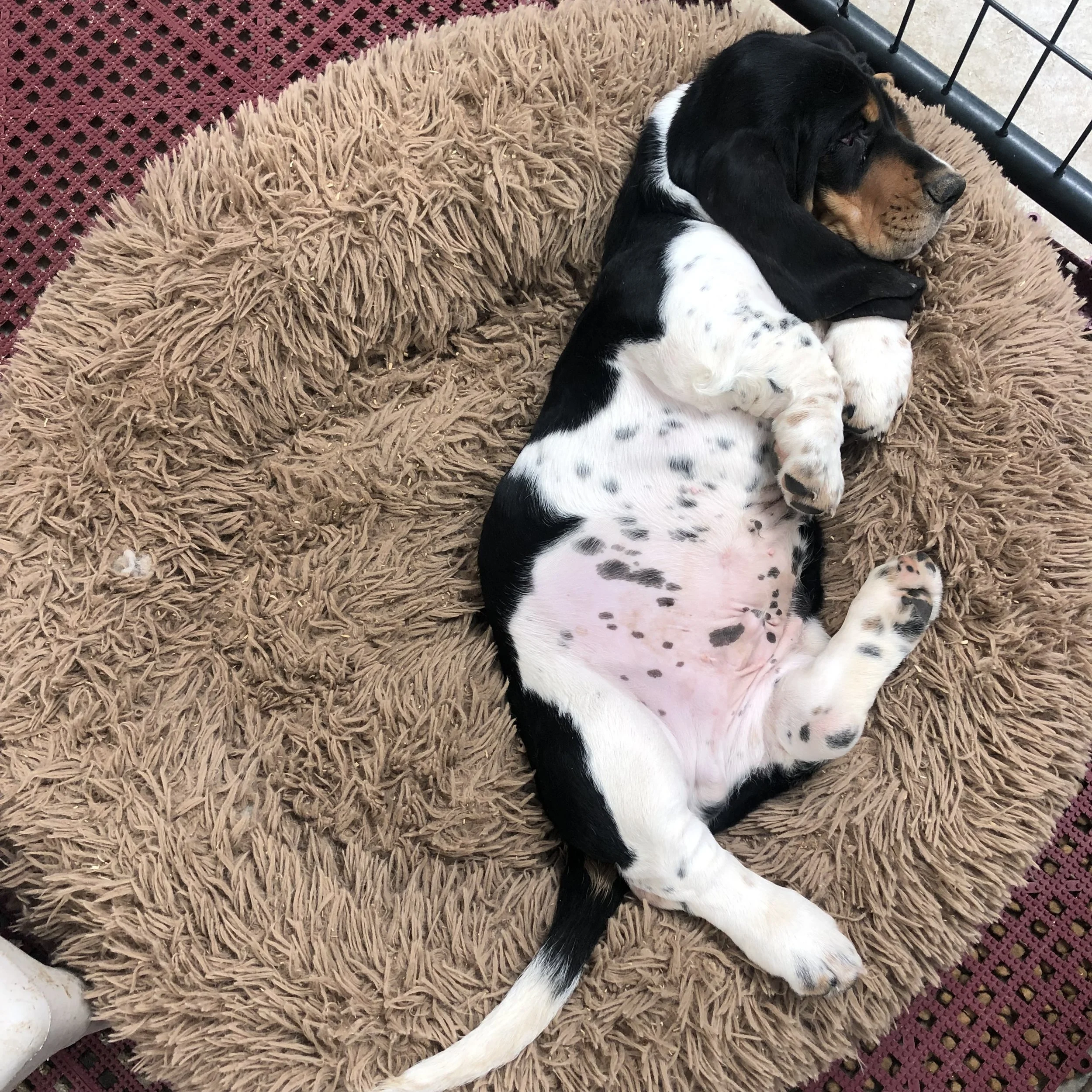 Just Relaxing, Jasper Out West