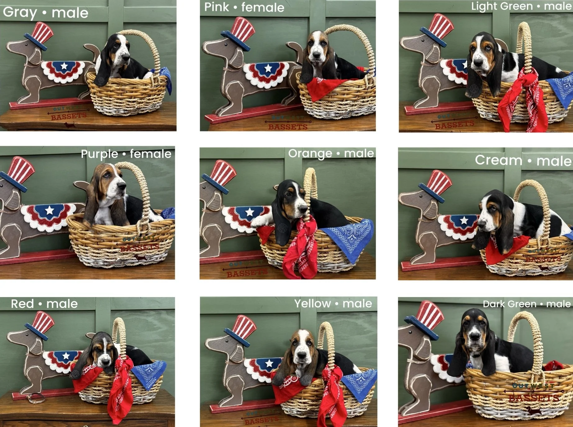 9 European/Brazillian, tri-color basset hound puppies in a basket with red, white, and blue decorations. For Sale