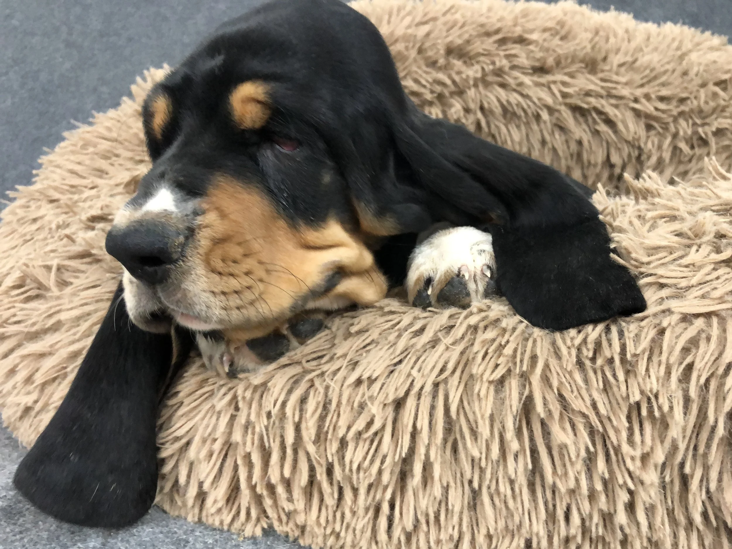 Jasper Out West as a puppy
