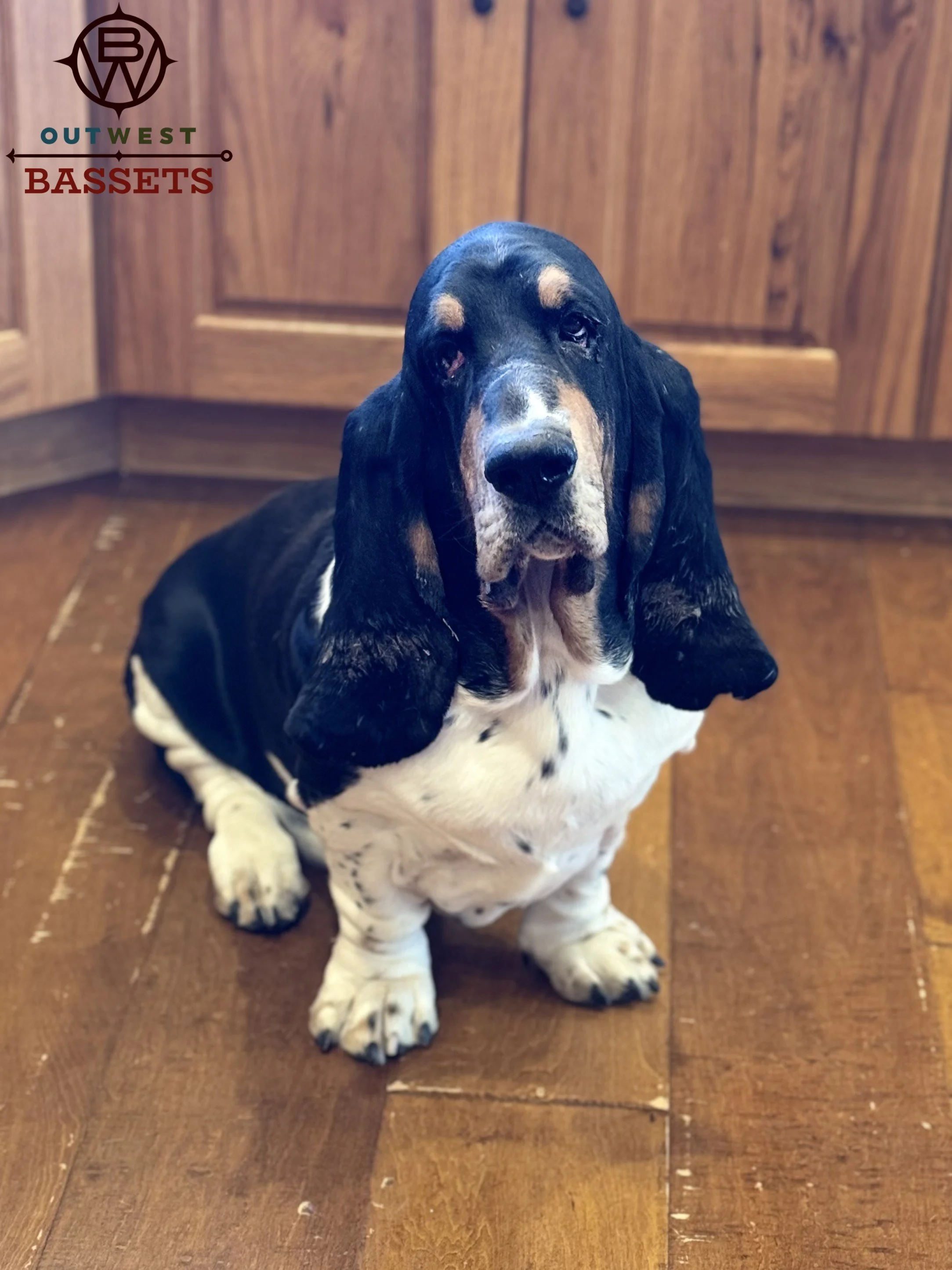GCH CH Jasper Out West...Sweet, dirty boy!
