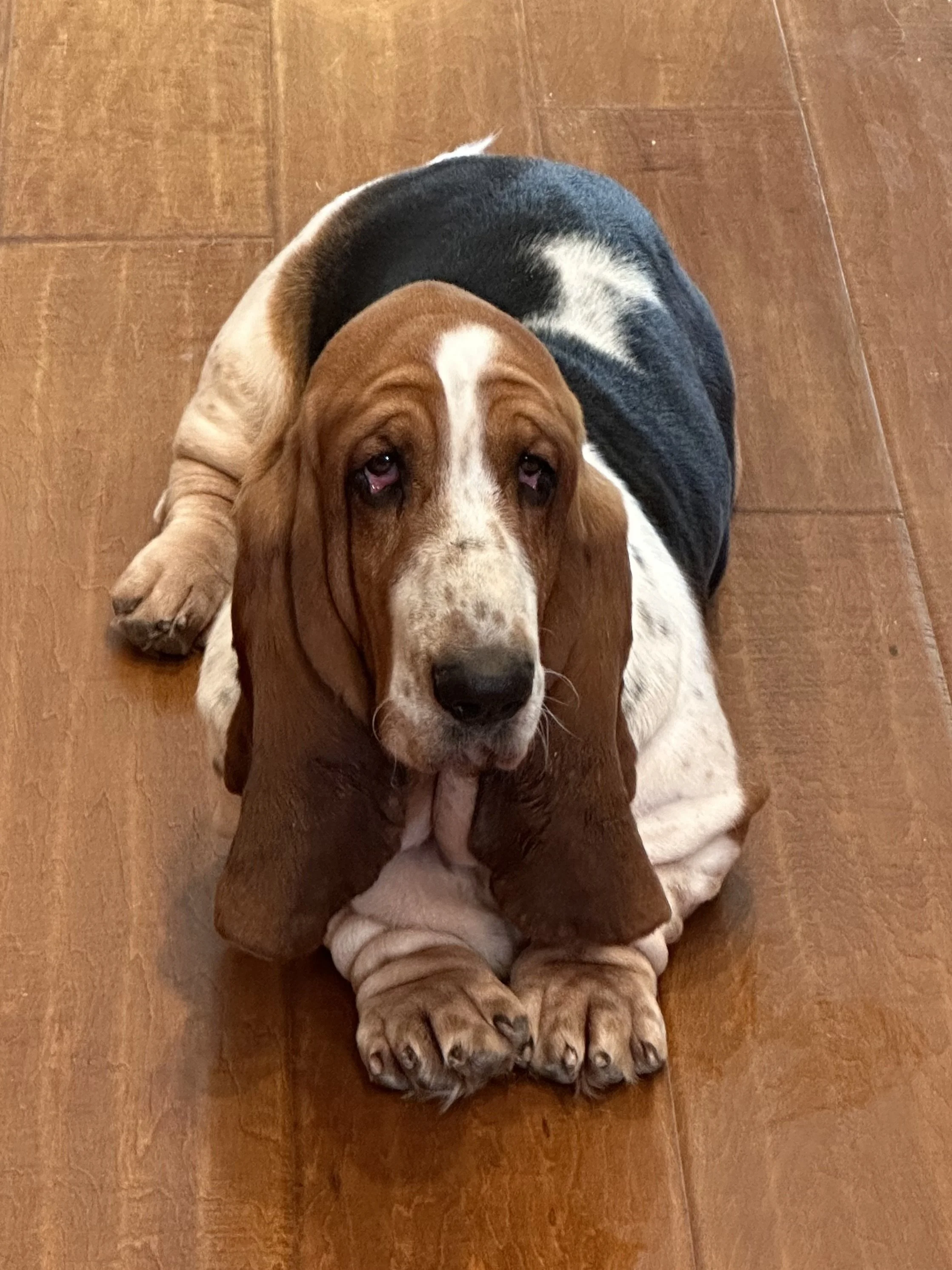 Female, European Basset Hound for sale. luxuriously wrinkly, tri-color basset laying on a wood floor. Looking for her forever home.