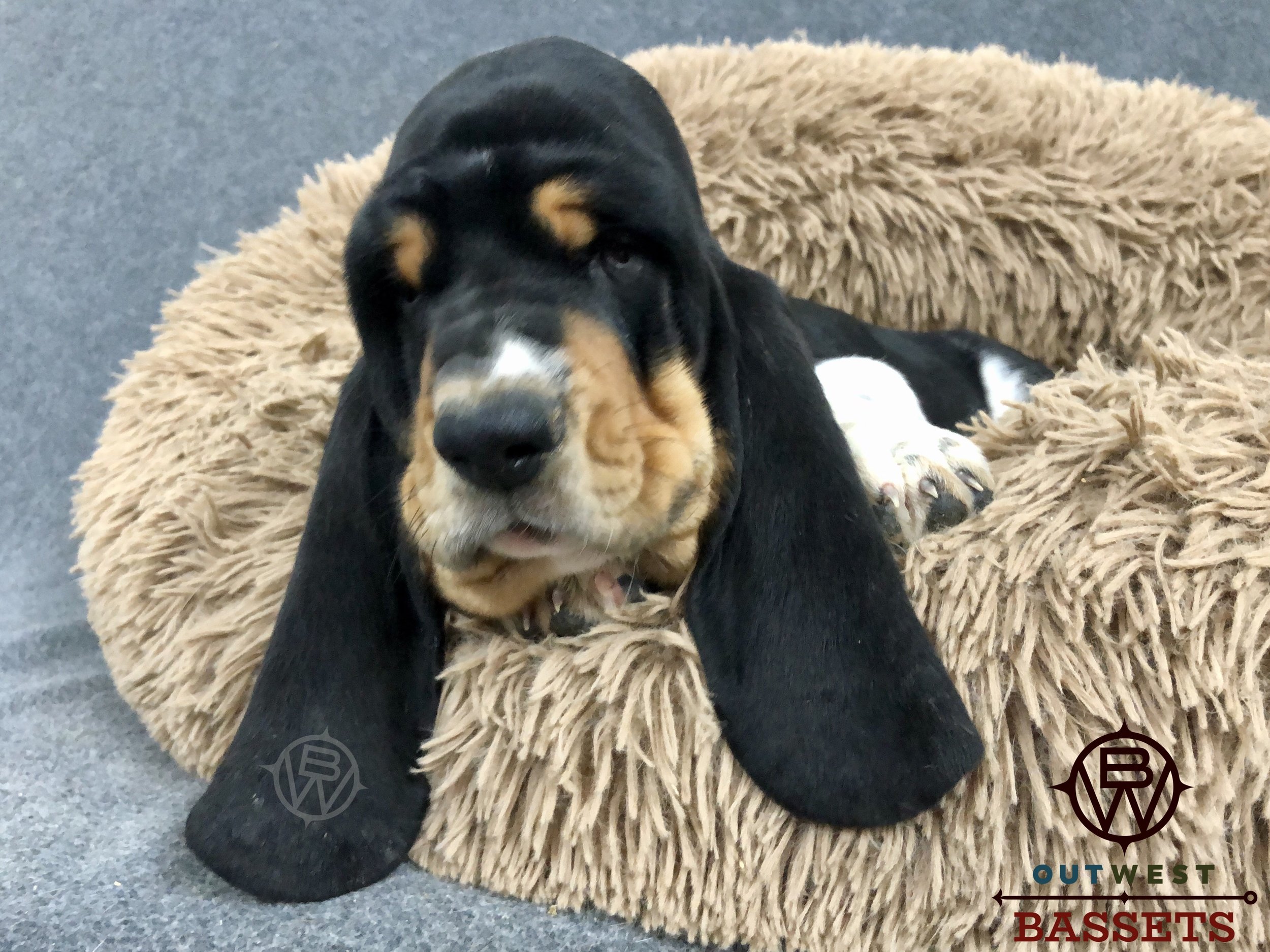 Long ears and a wrinkle face, Jasper Out West
