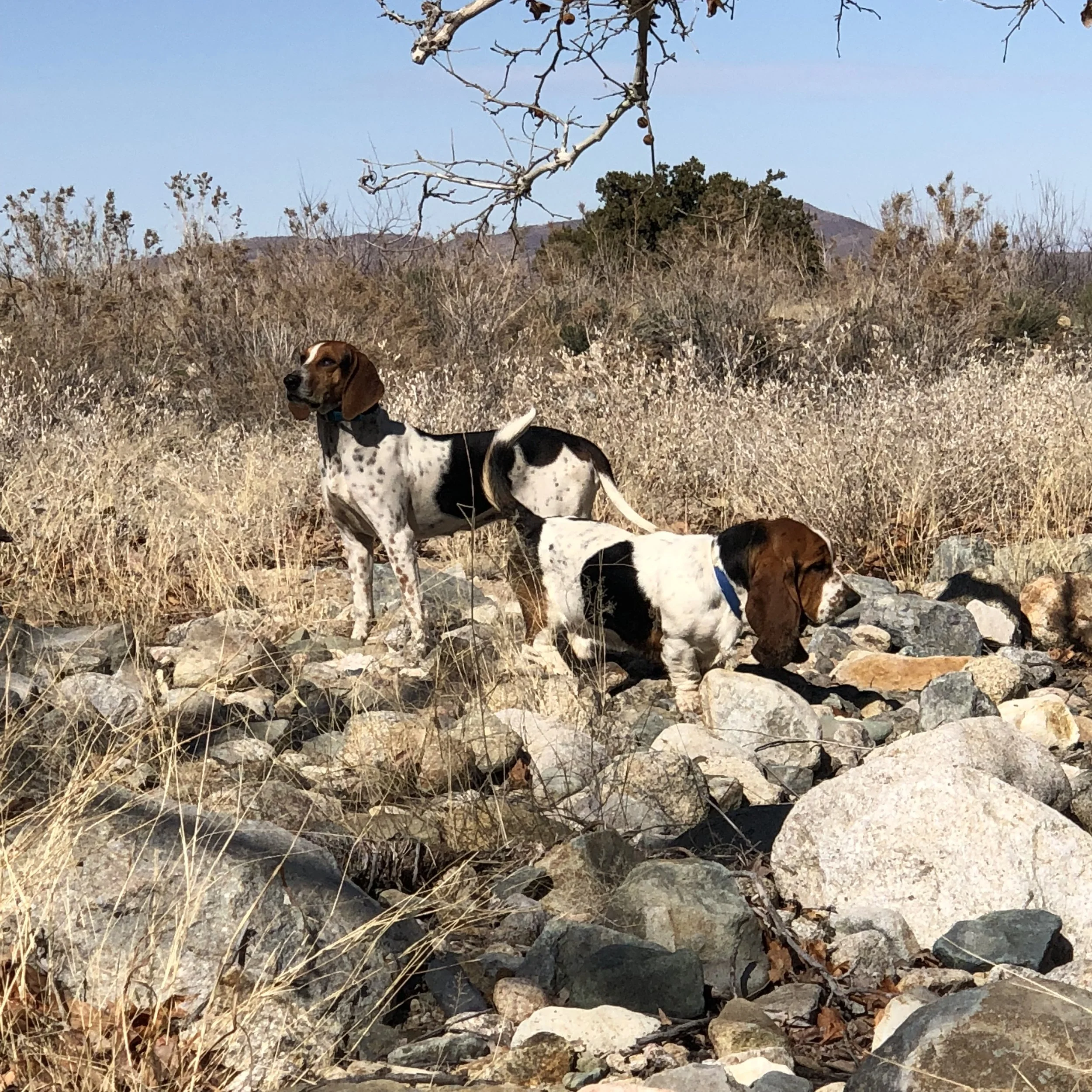About Us — Out West Bassets