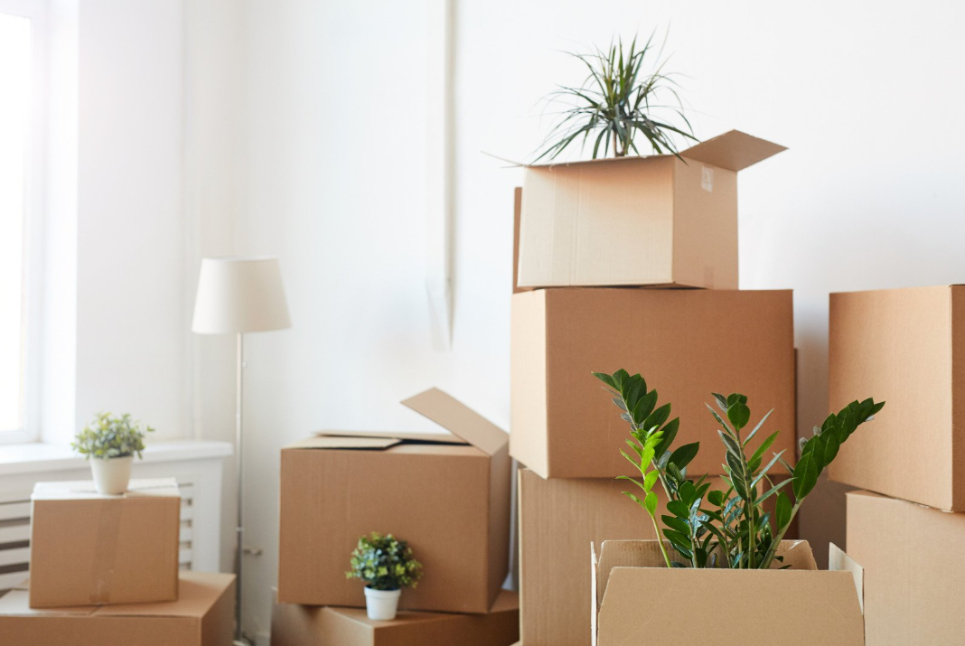Several cardboard boxes stacked in a room with houseplants, a window, and a white floor lamp.