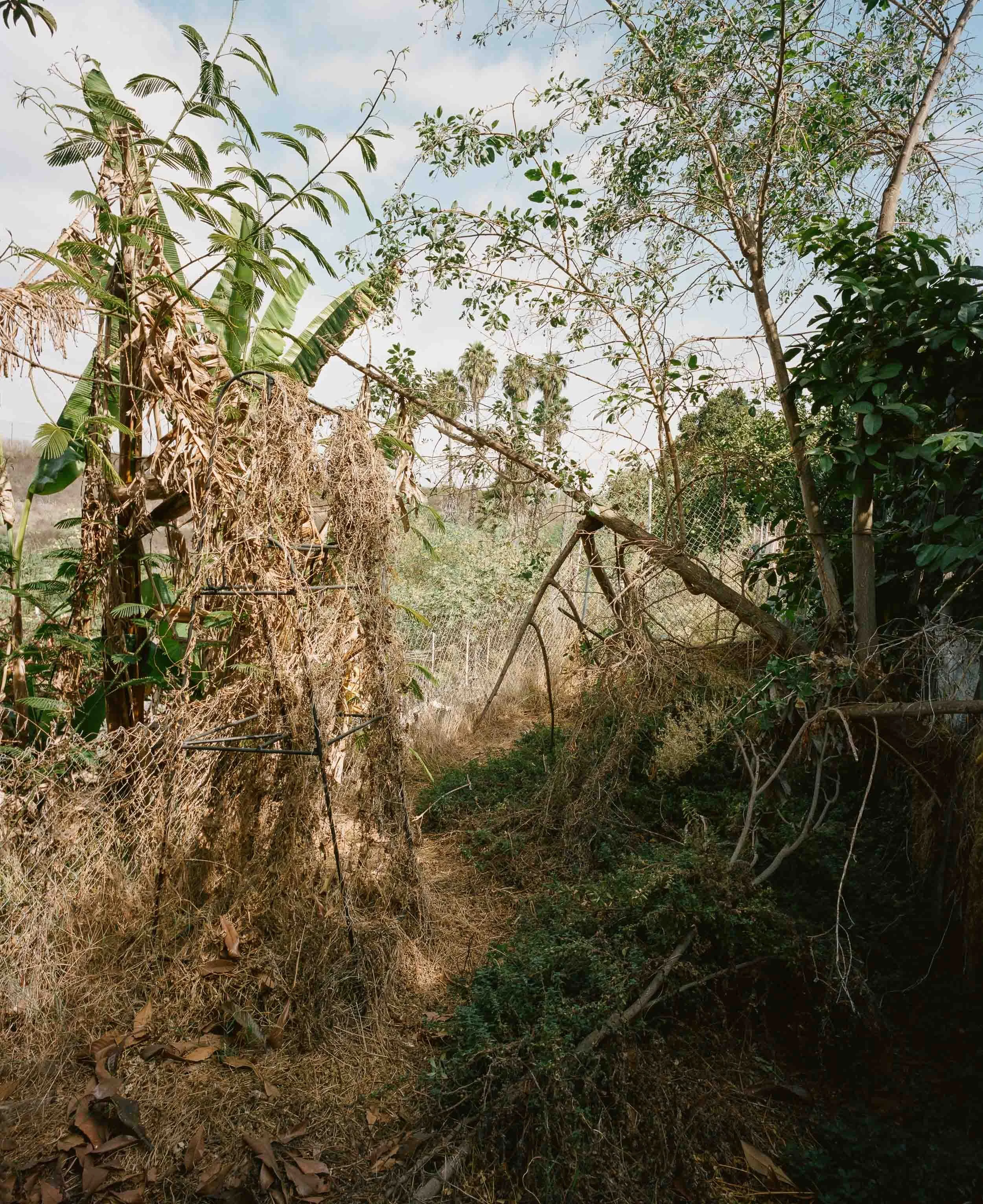A landscape photograph of an overgrown backyard with a broken fence, fallen branches, and dry grass, with scattered trees and palm trees in the background under a cloudy sky.