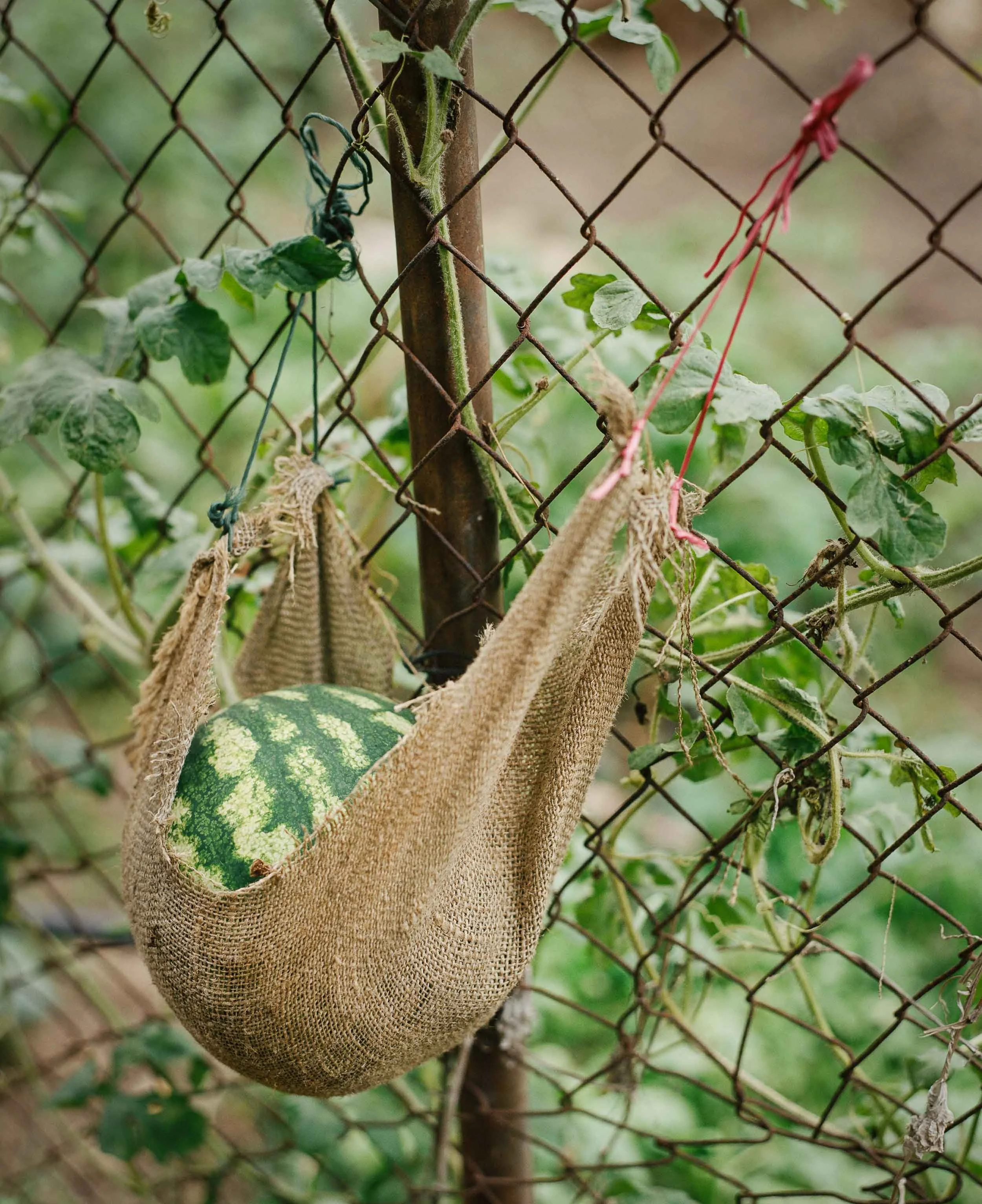 A still life detail photograph of a watermelon inside a burlap sack hanging from a wire mesh fence, with green leaves and vines in the background.