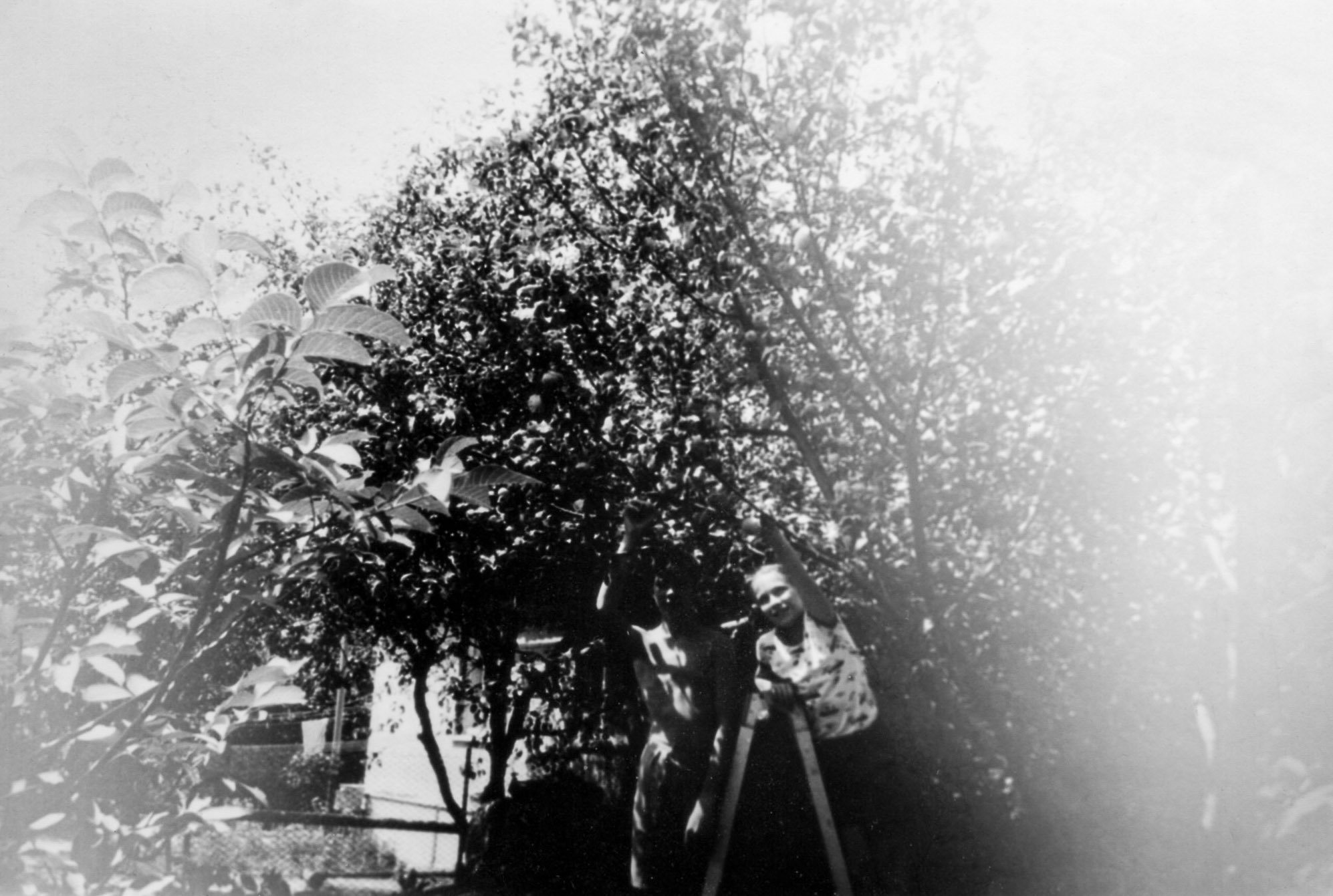 An old black and white photograph of two children picking fruit from a tree outdoors, with sunlight filtering through the leaves.