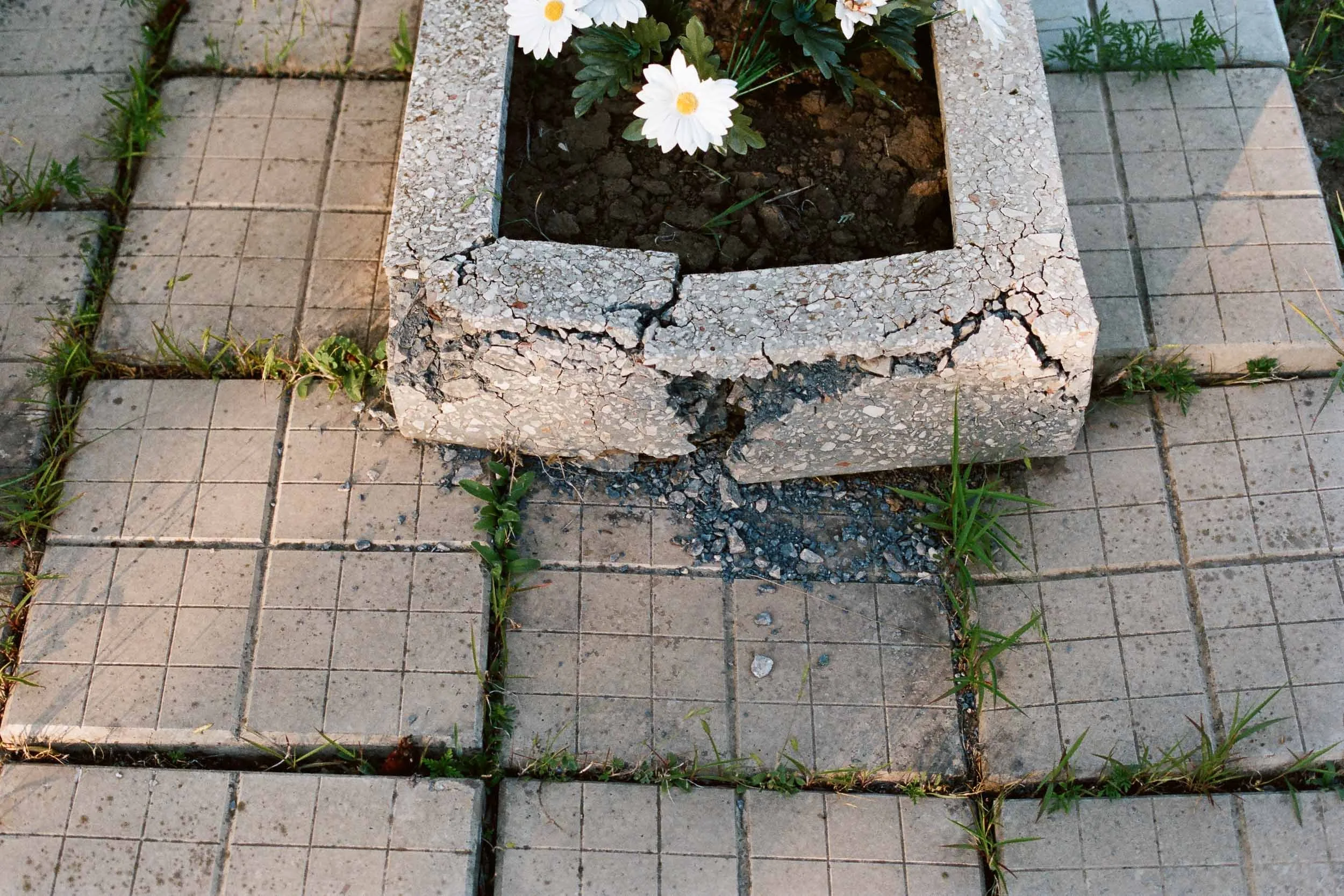 A documentary detail photograph of cracked concrete flower planter with white daisies on soil, surrounded by damaged beige tile pavement with grass and weeds growing between tiles.