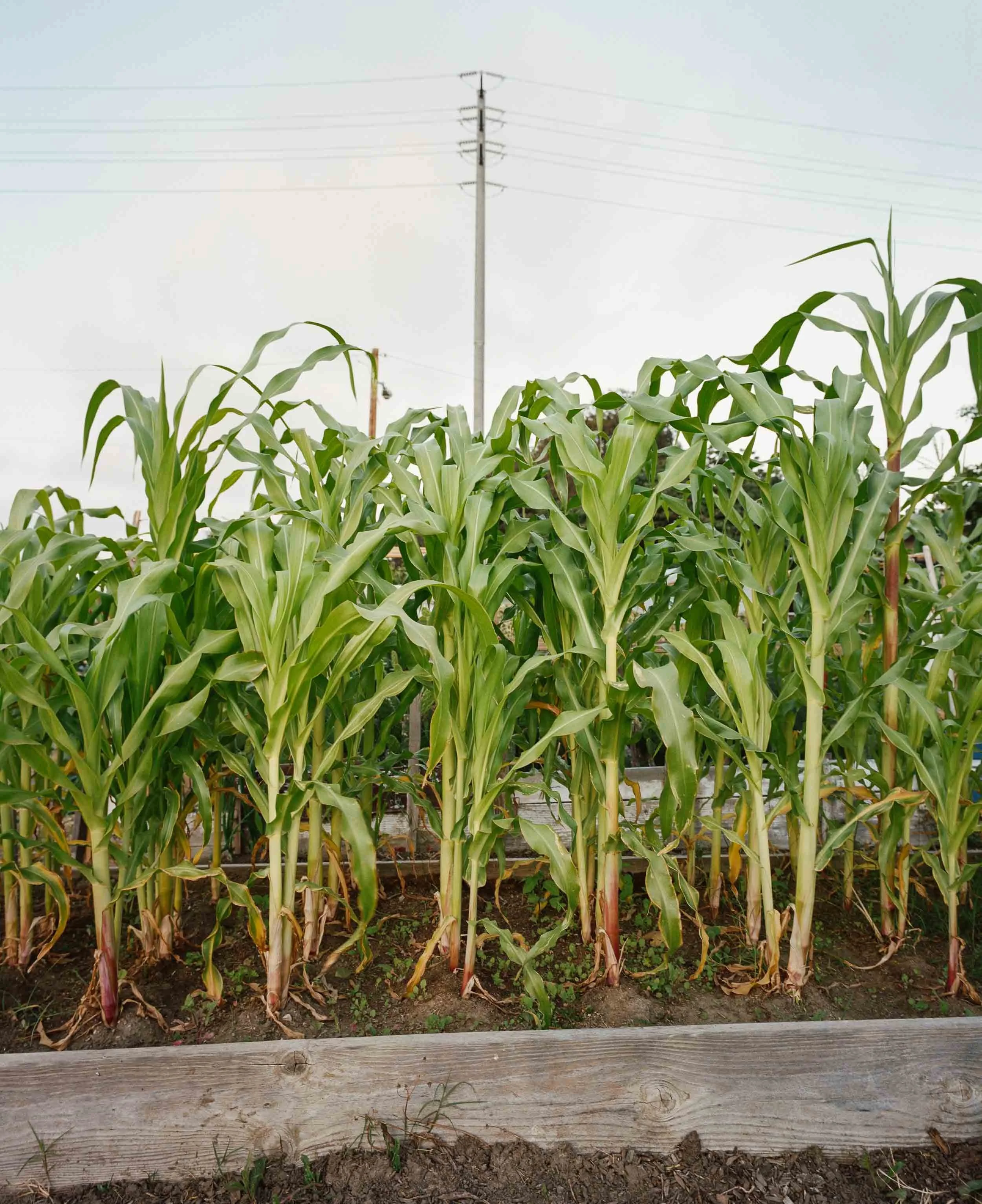 A landscape photograph of corn plants growing in a wooden bed with soil and power lines in the background.