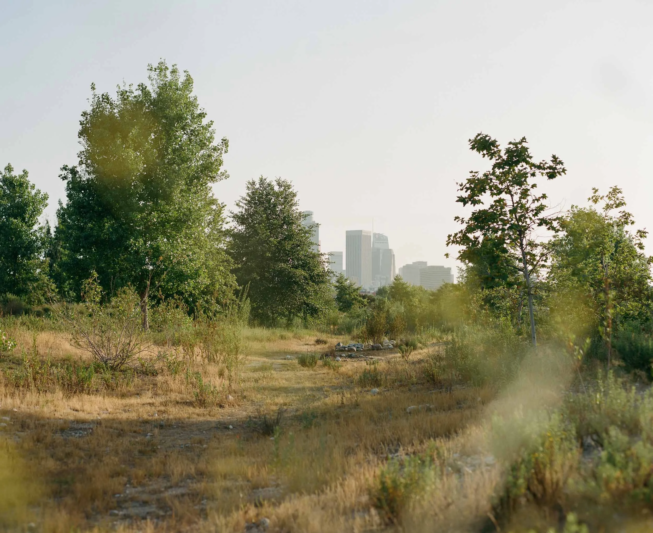 A documentary landscape photograph of a park with trees and dry grass in the foreground, with tall city buildings visible through a hazy sky in the background.