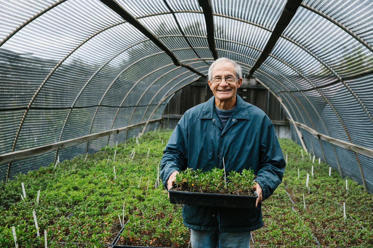 An editorial portrait of an elderly man holding a tray of young plants inside a greenhouse filled with rows of similar plants at a nursery.