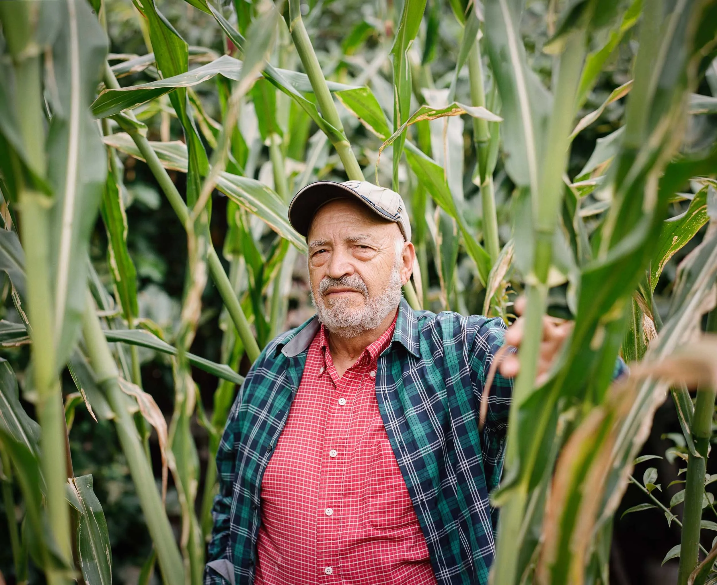 An environmental portrait of an older man in a plaid jacket and red checkered shirt standing among tall green corn plants.