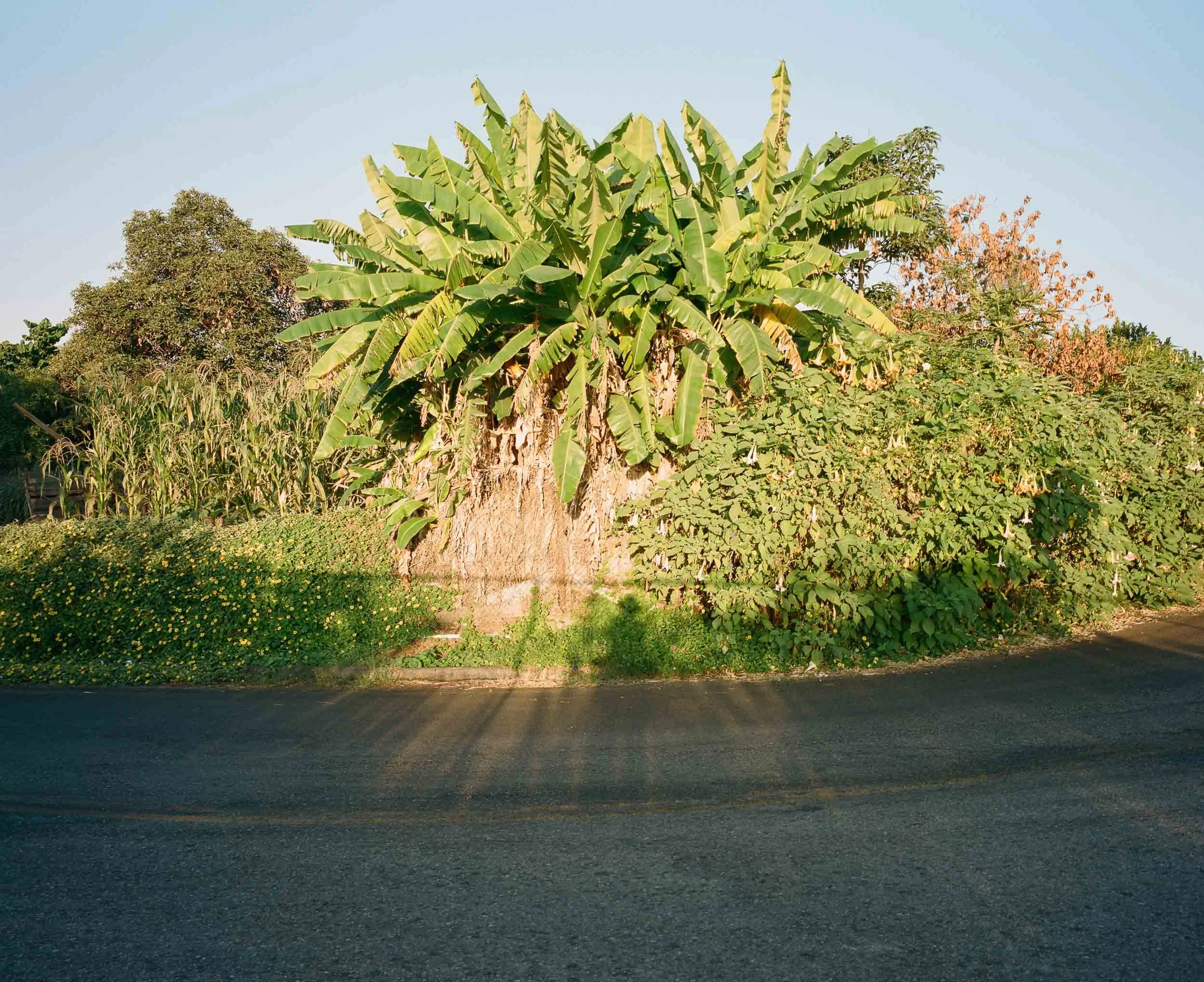 A medium landscape photograph of a large banana tree with broad green leaves growing by the roadside, surrounded by various other plants and trees.