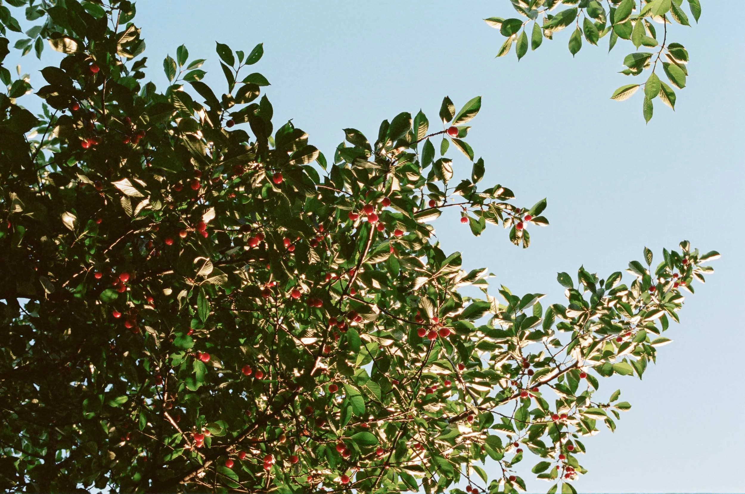 A landscape detail photograph of tree branches with green leaves and small red berries against a blue sky.