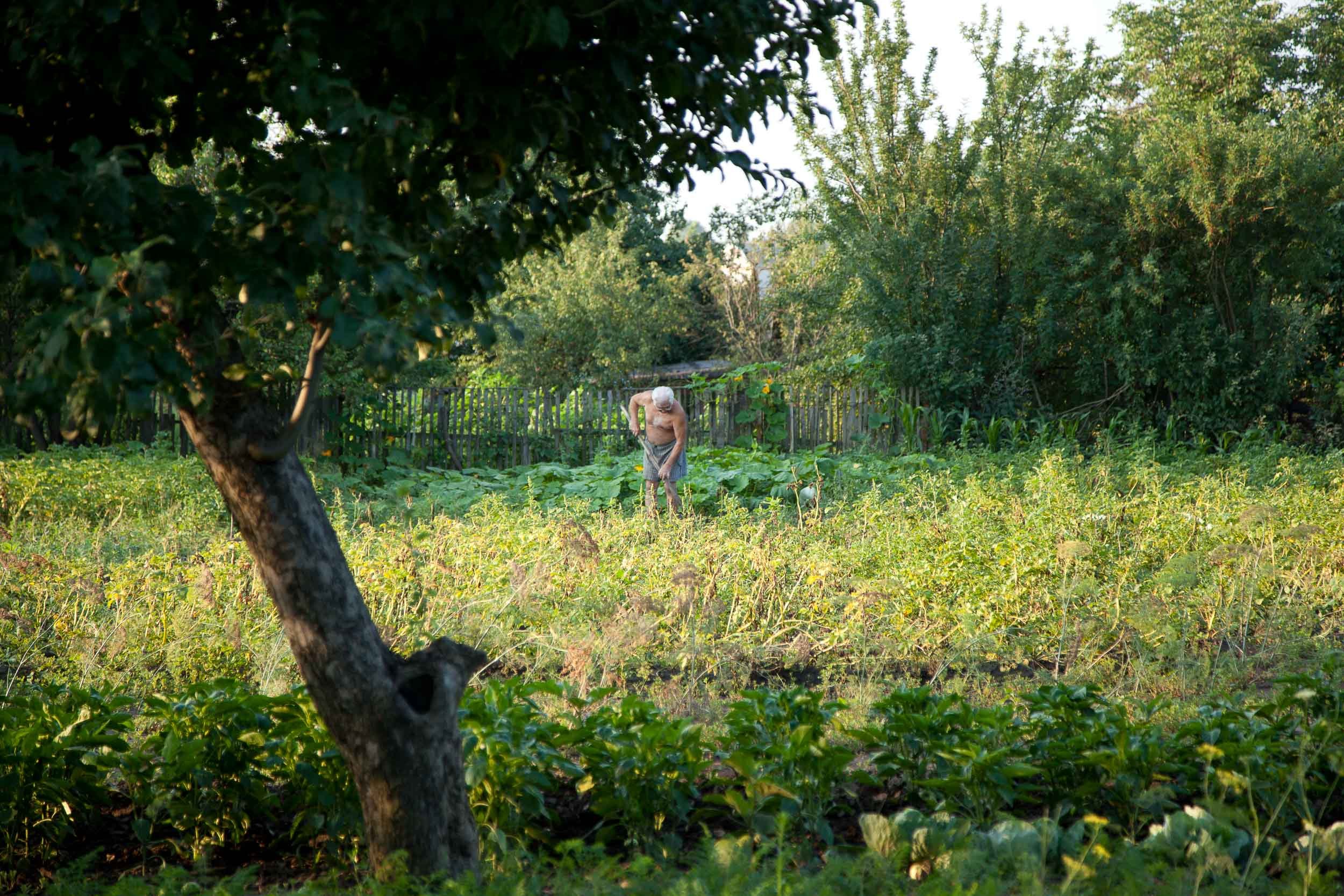 A wide documentary photography of elderly man working shirtless in a lush green garden, surrounded by trees and various plants.
