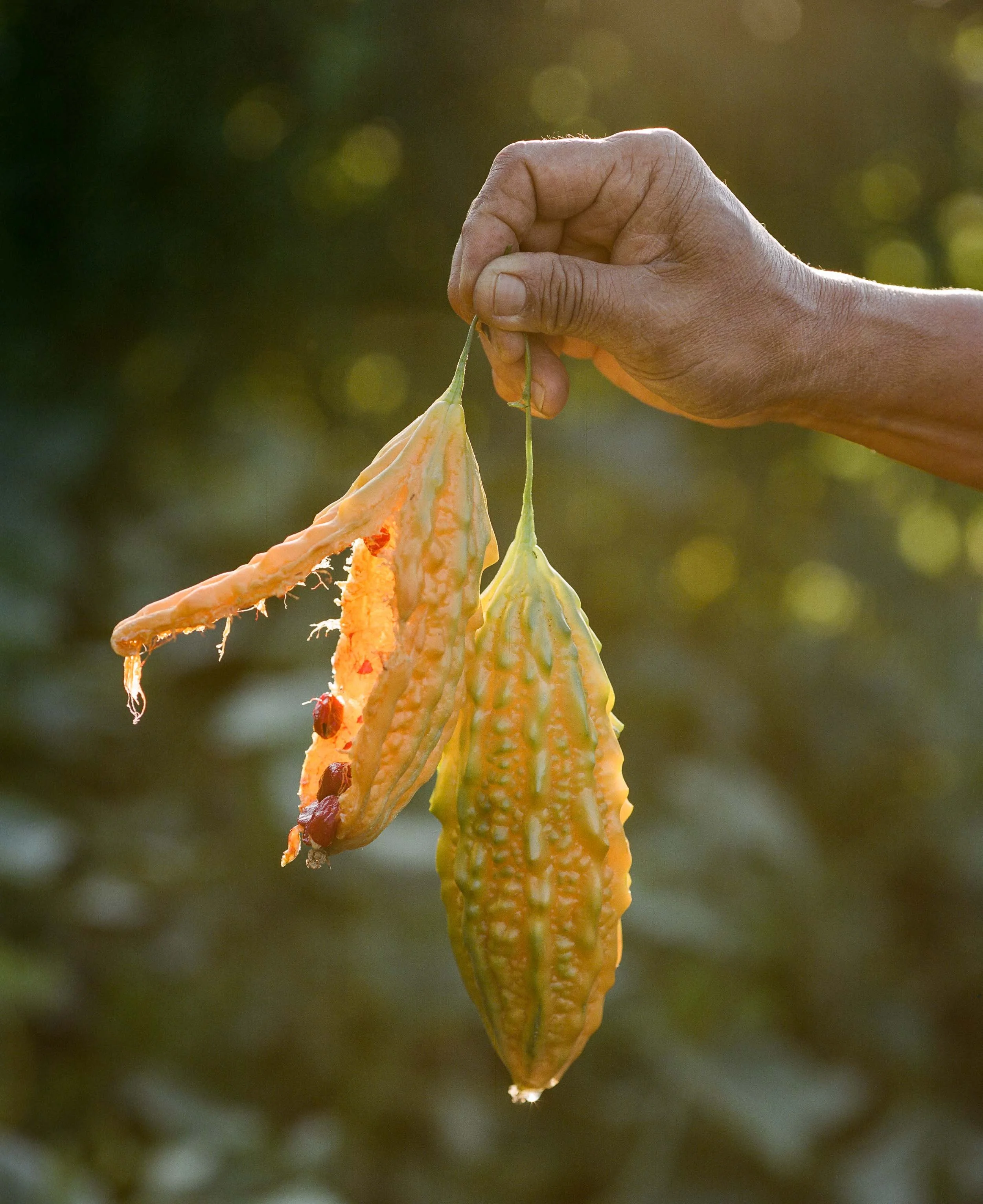 A close-up detail photograph of a hand holding two ripe, yellow bitter melons with orange flesh and red seeds visible on the inside, against a blurred outdoor background with warm lighting.