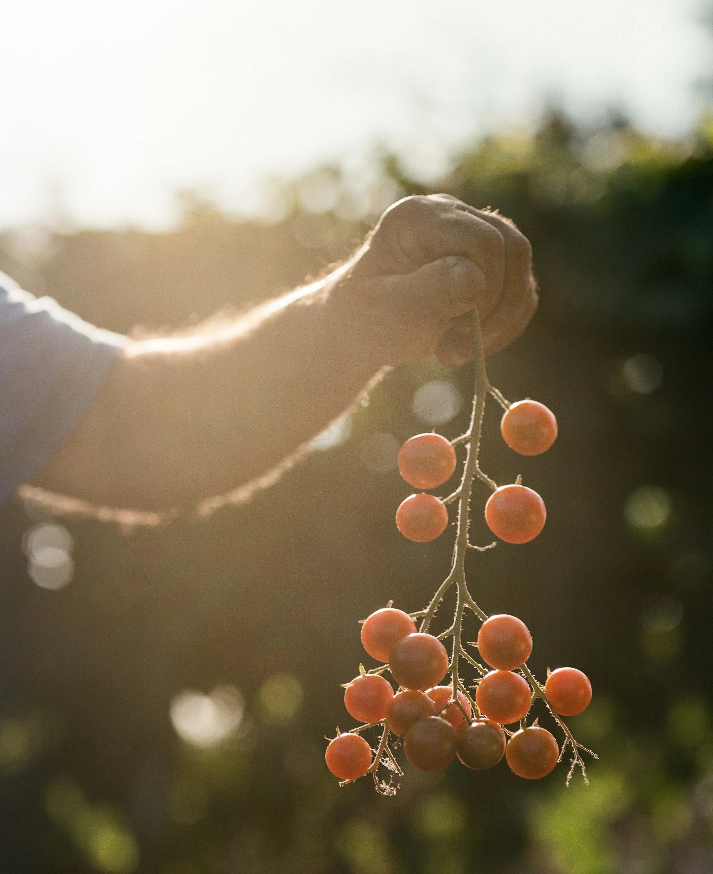 A close-up detail photograph of a person's hand holding a cluster of ripe cherry tomatoes against a background of sunlight and blurred green foliage.