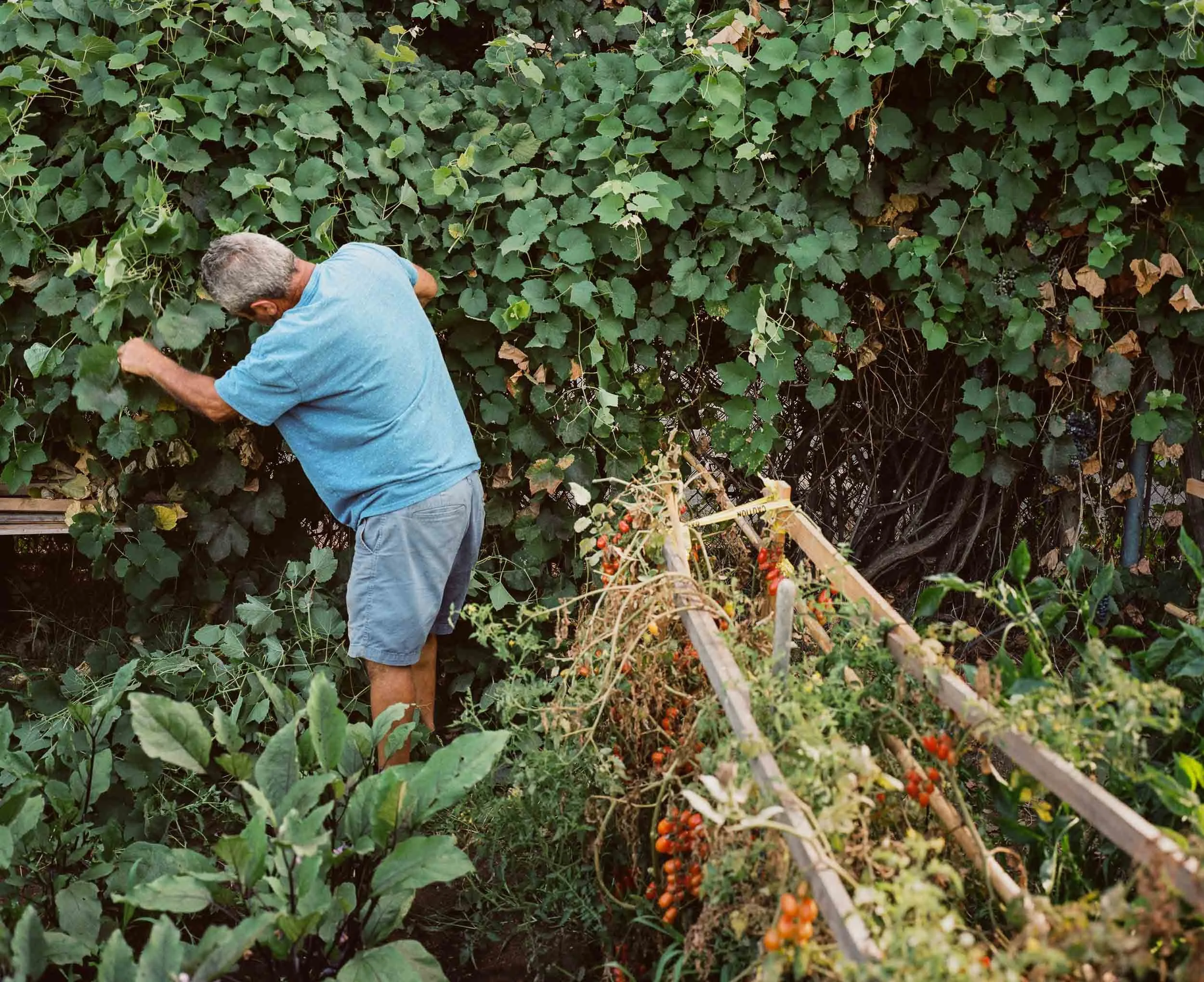 An editorial documentary photograph of a man wearing a blue shirt and shorts picking grapes in a lush vineyard with green leaves and some ripening tomatoes hanging on a wooden structure.