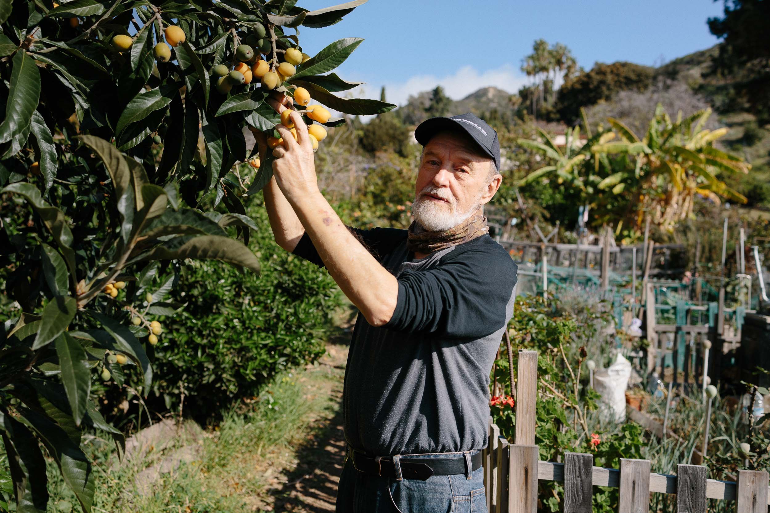 An editorial portrait of elderly man with a gray beard and wearing a black cap, black and gray long-sleeve shirt, and a brown scarf around his neck, picking yellow and green fruit from a tree in a garden.