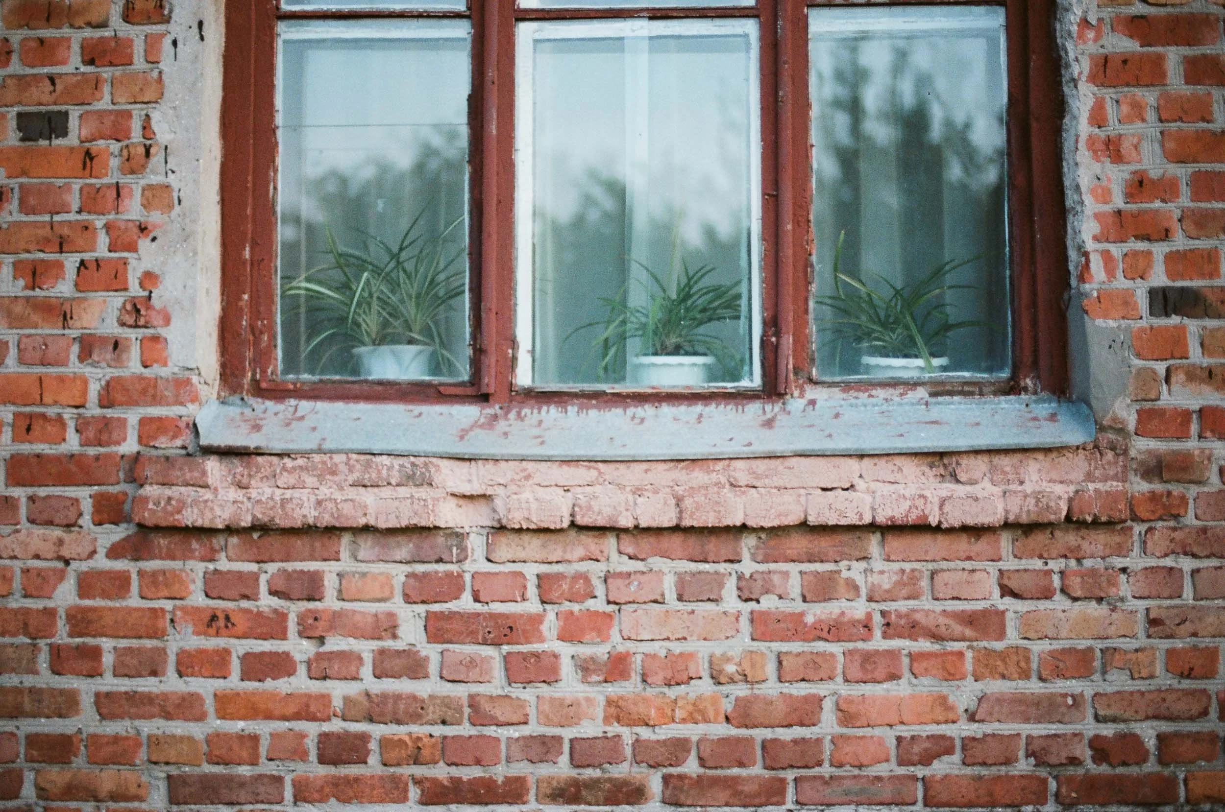 A documentary close-up photograph of a brick wall with a window ledge and three plants inside the window.