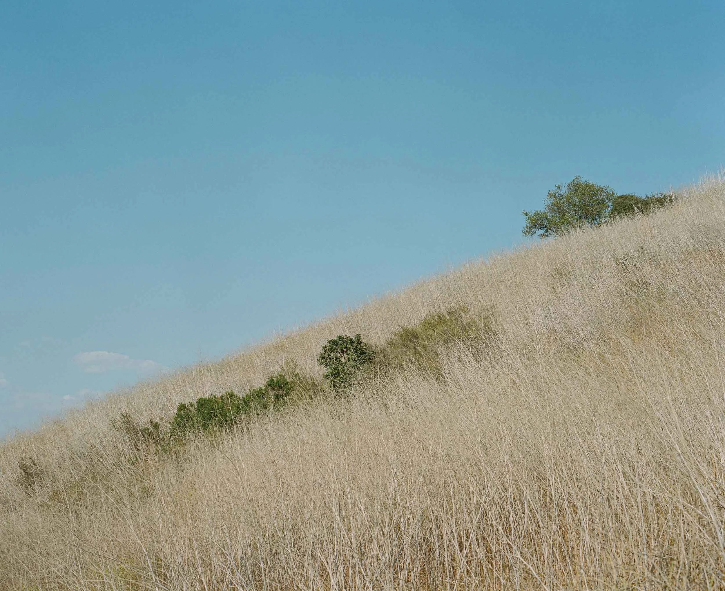 A landscape photograph of dry, grassy hillside with a few scattered green bushes and trees under a clear blue sky.