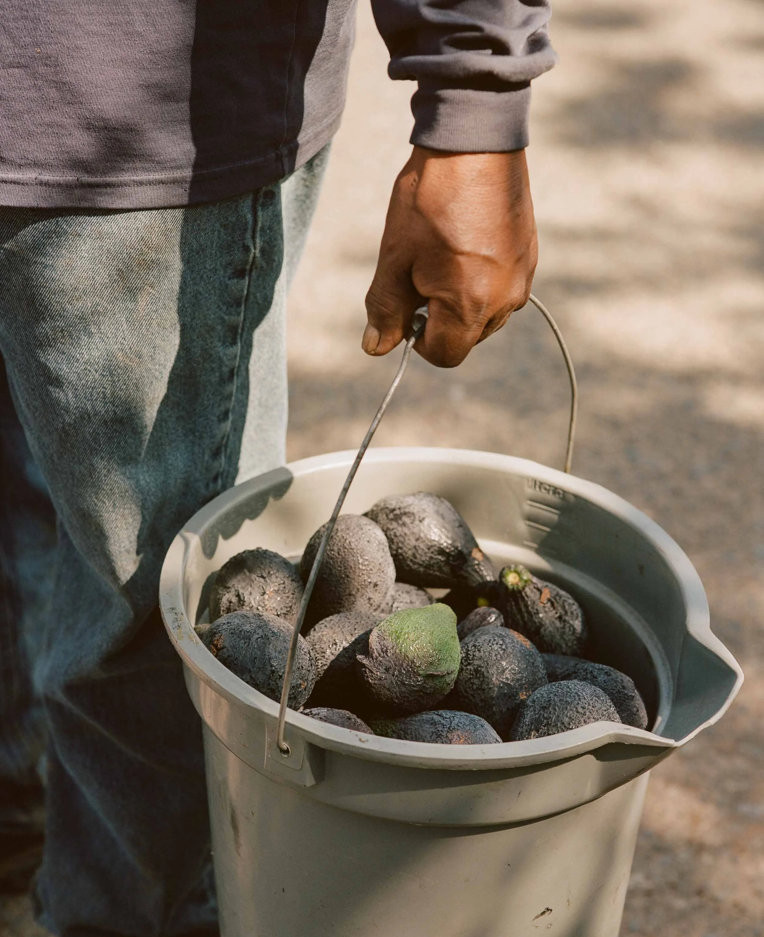 A detail photograph of a person holding a bucket of avocados, some of which are black and some green, with a knarled hand and a gray sleeve.
