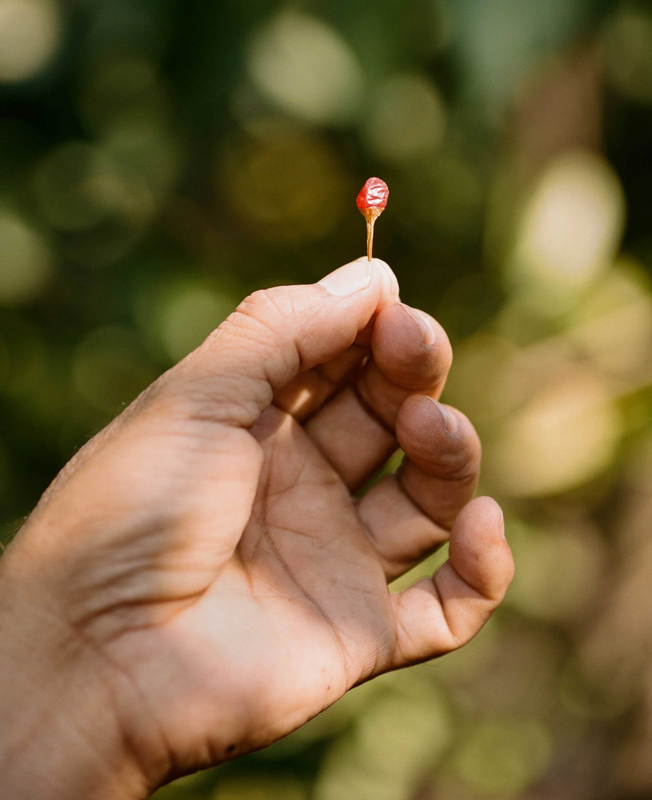 A detail photograph of a hand holding a small red chile with a thin stem, set against a blurred green background.