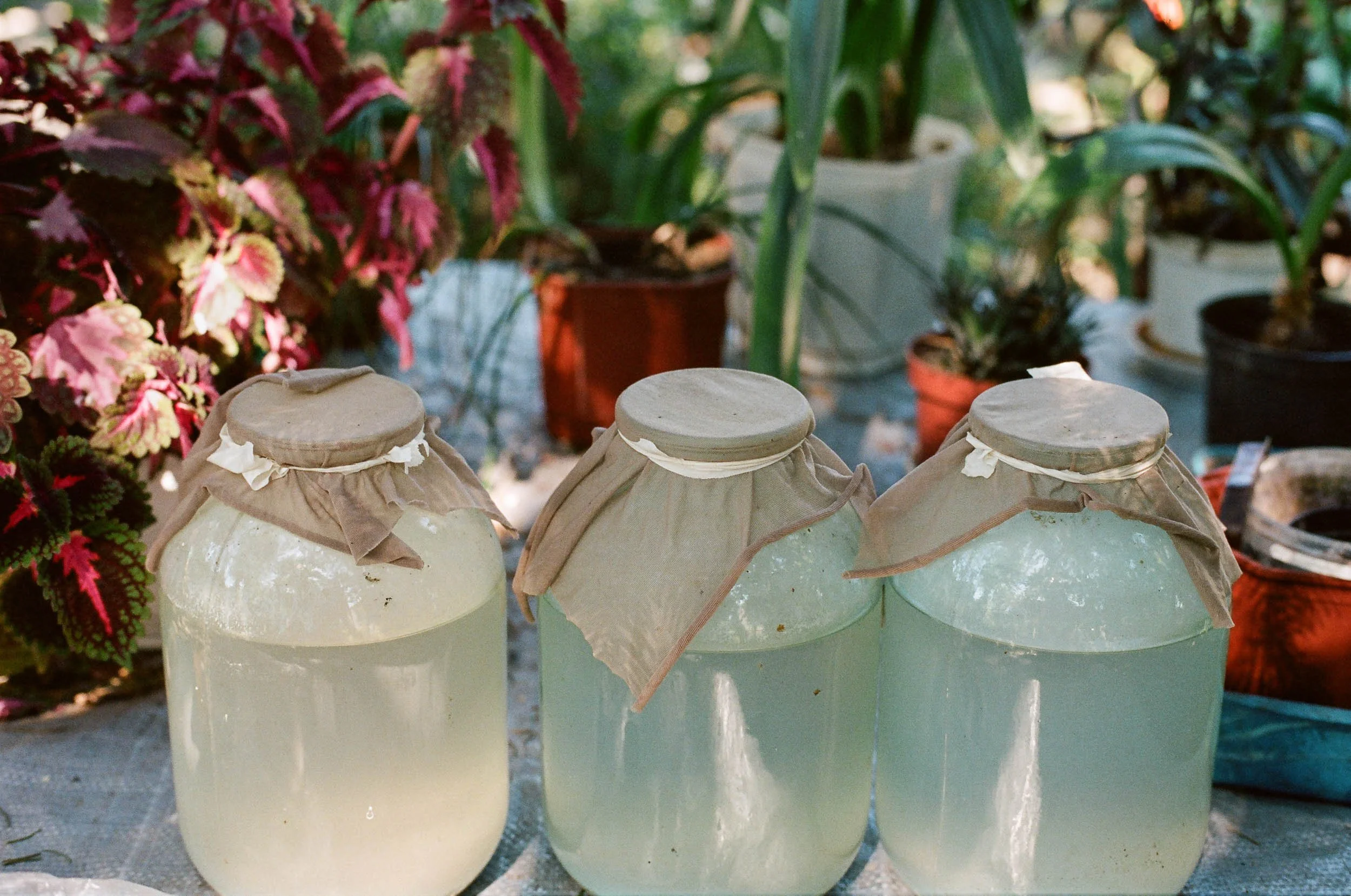 A detail documentary photograph of three jars with cloth covers contain a cloudy liquid, set on a table with potted plants and flowers in the background.