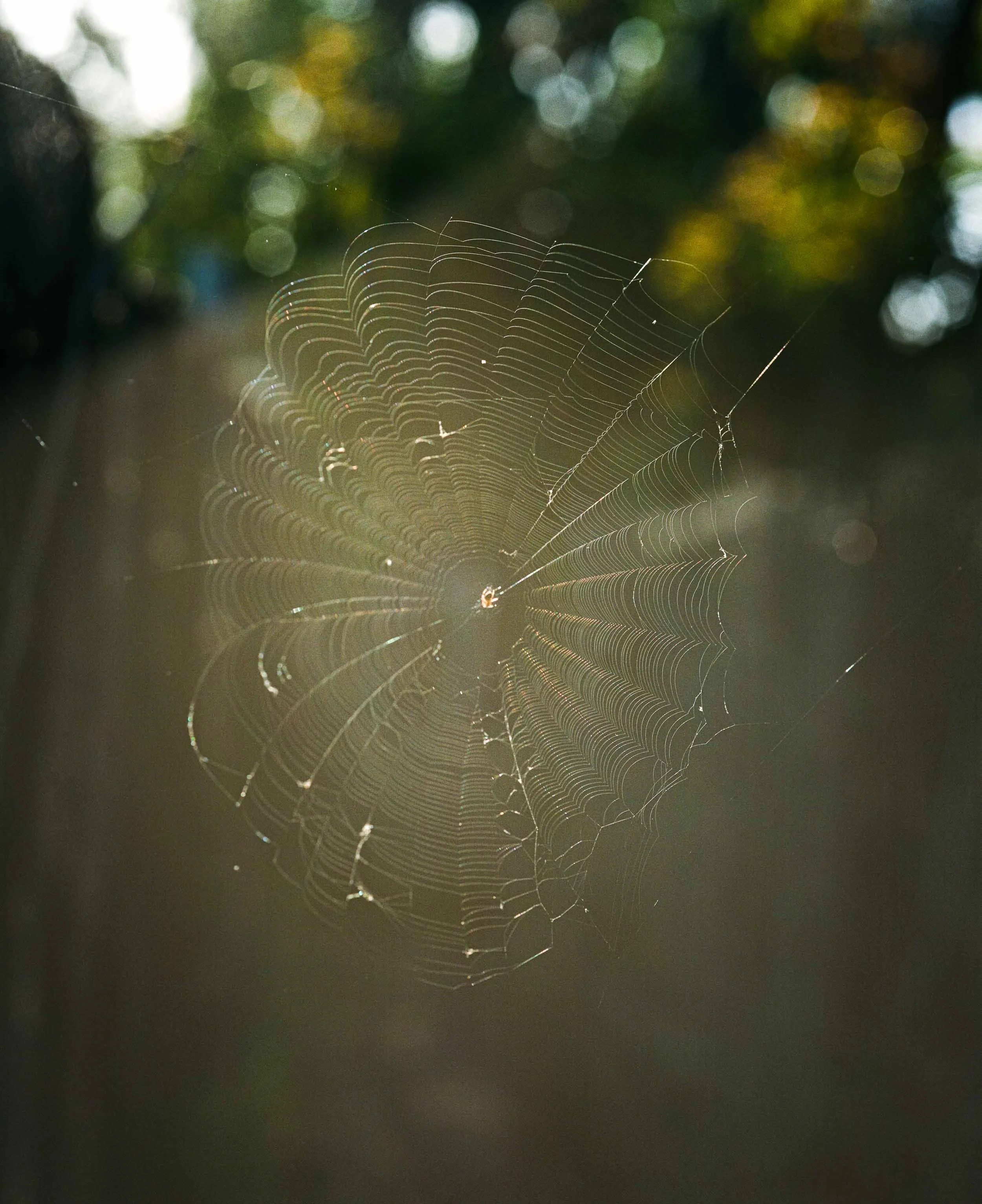 A close-up detail photograph of a spider web with sunlight reflecting off its intricate silk threads, set against a blurred background of outdoor trees and sky.