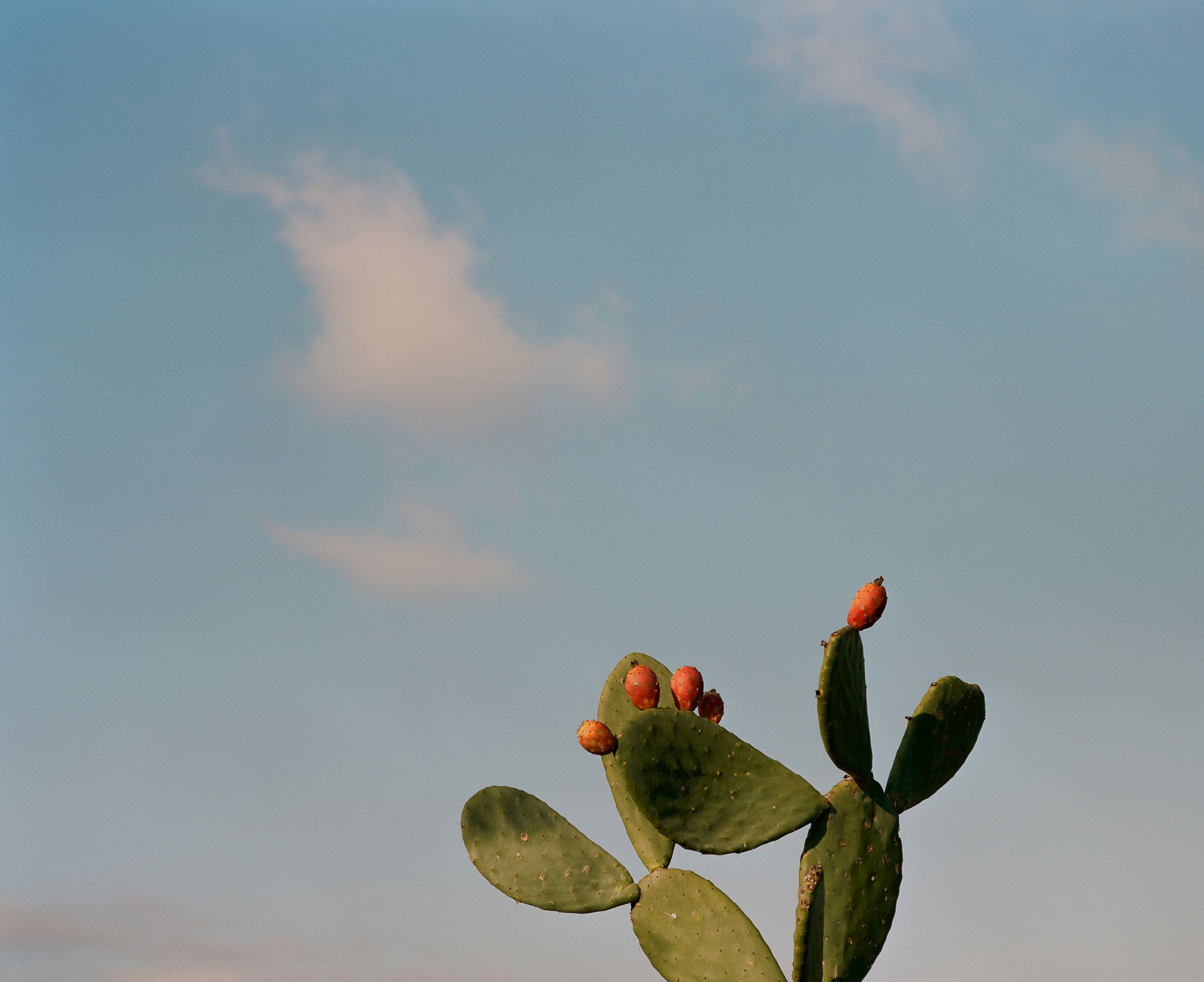 A detail of a prickly pear nopal cactus with orange fruit against a blue sky with few clouds.