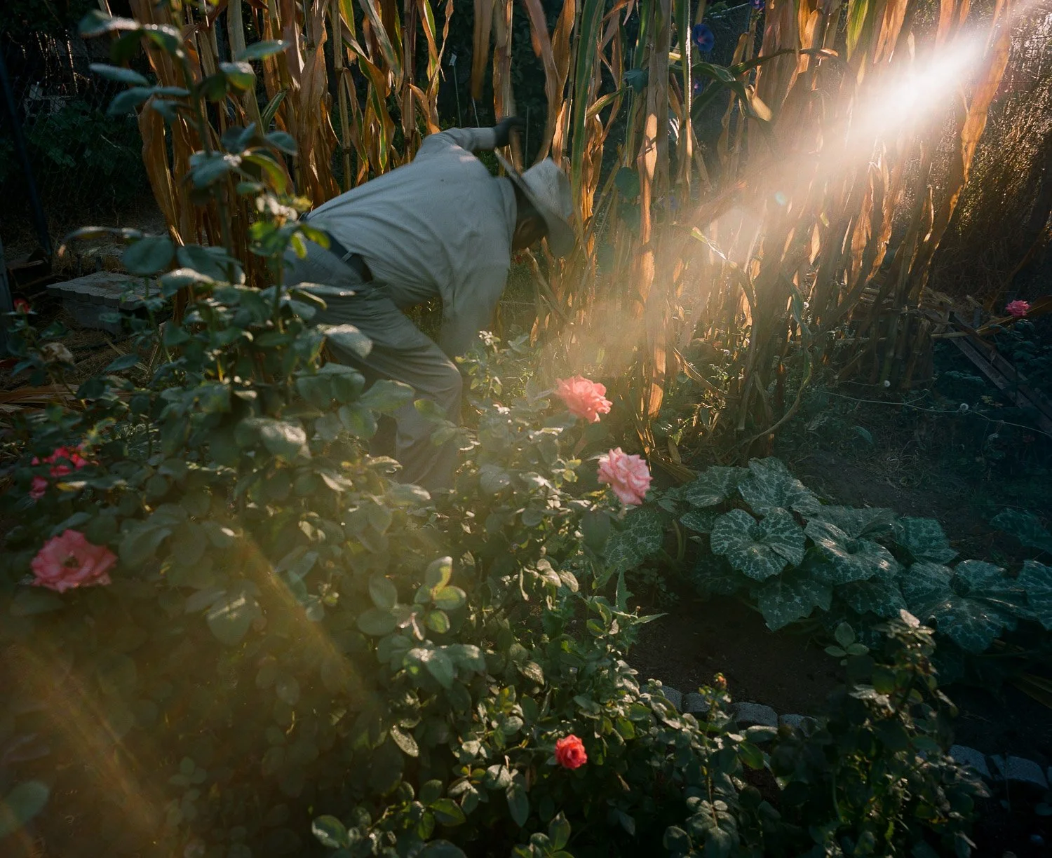 A photograph of a man wearing a gray outfit and a wide-brimmed hat is working with corn plants in a garden, surrounded by plants and flowers, with sunlight streaming in.