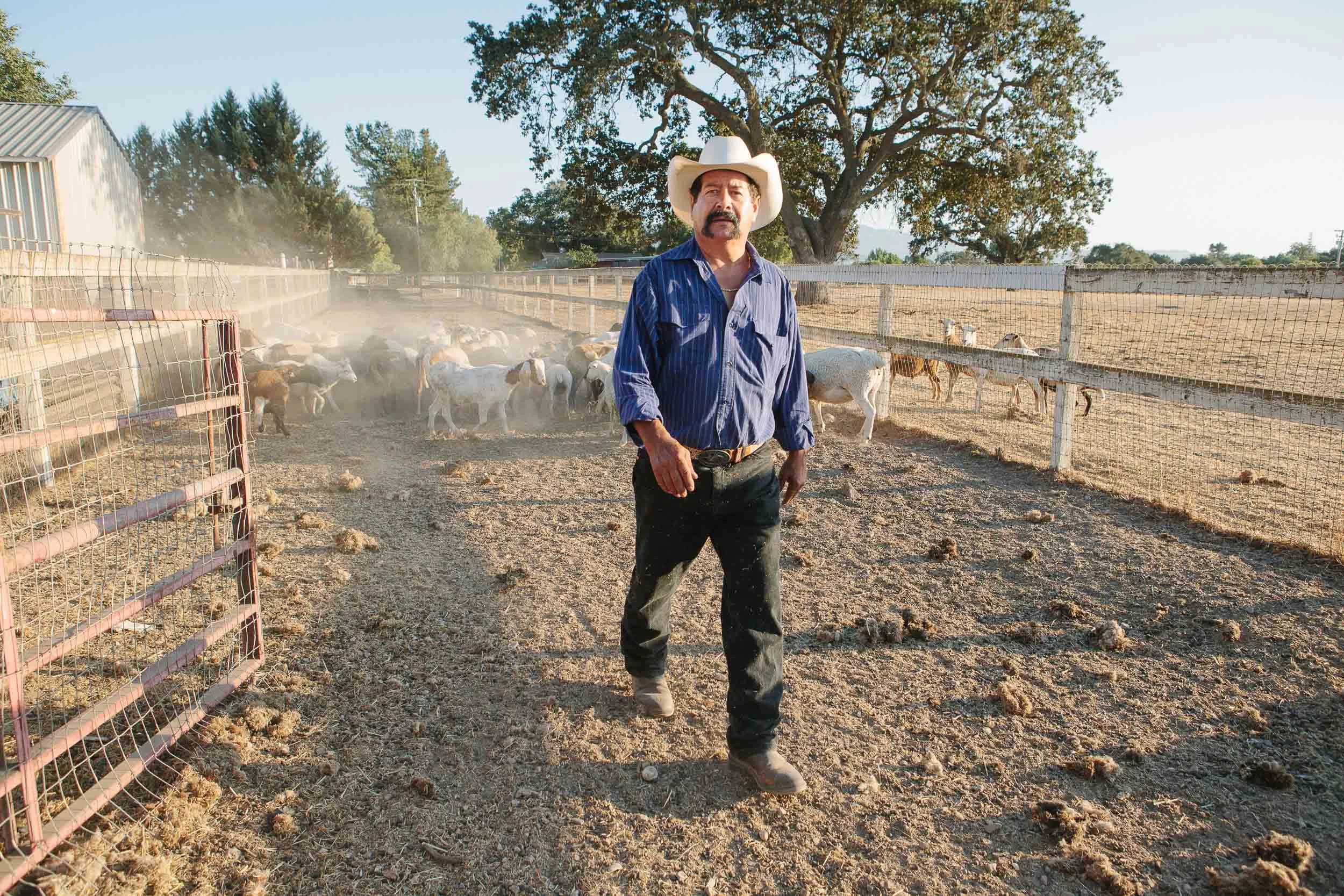 A lifestyle photograph of a man in a cowboy hat and blue shirt stands in a dusty livestock pen with goats and cattle in the background on a sunny day.