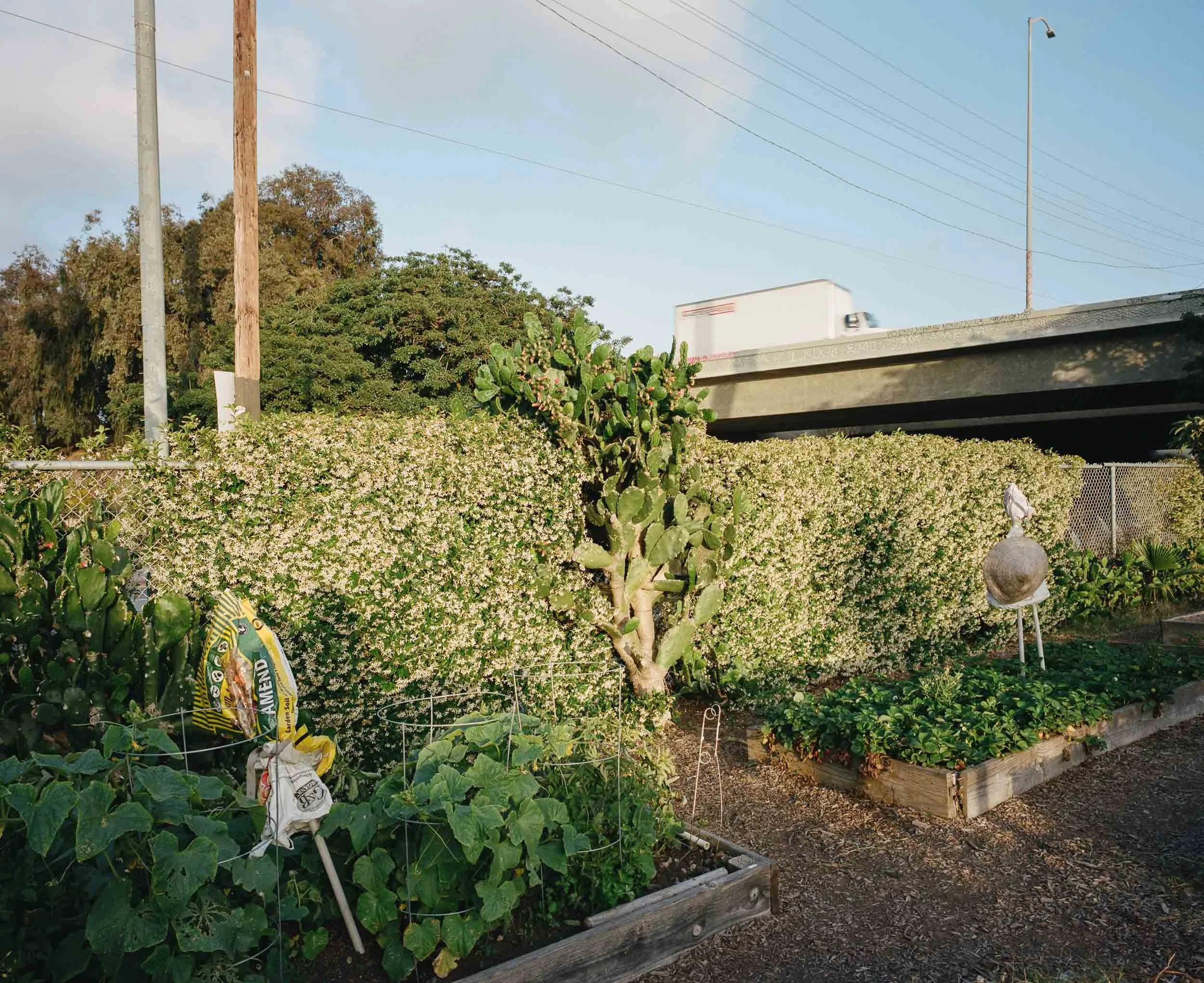 A garden with various plants, including a cactus and leafy green plants, bordered by a wooden raised bed. In the background, there is a chain-link fence and a hedge with small white flowers, and a parking lot with a bridge and a truck overhead. There are utility poles and a street lamp visible against a clear sky.