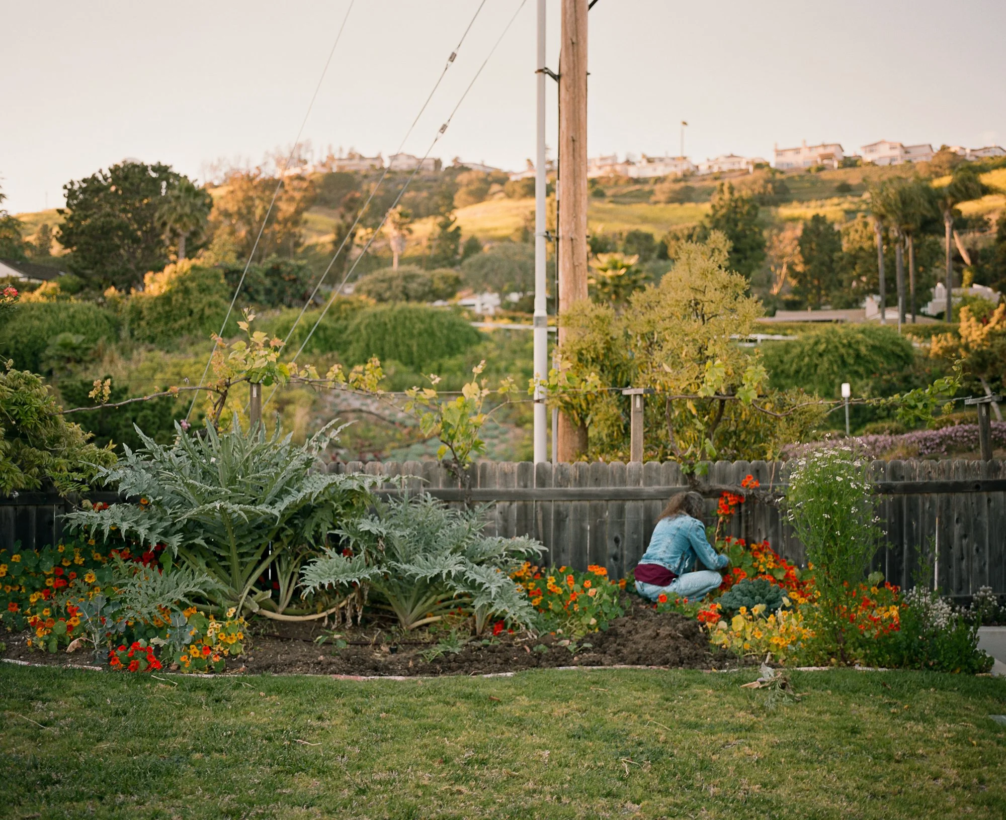 An editorial photograph of a woman planting flowers in a backyard garden with various flowers and plants, wooden fence, hillside with houses in the background, and a utility pole.