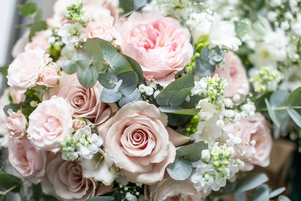 Blush Collection
